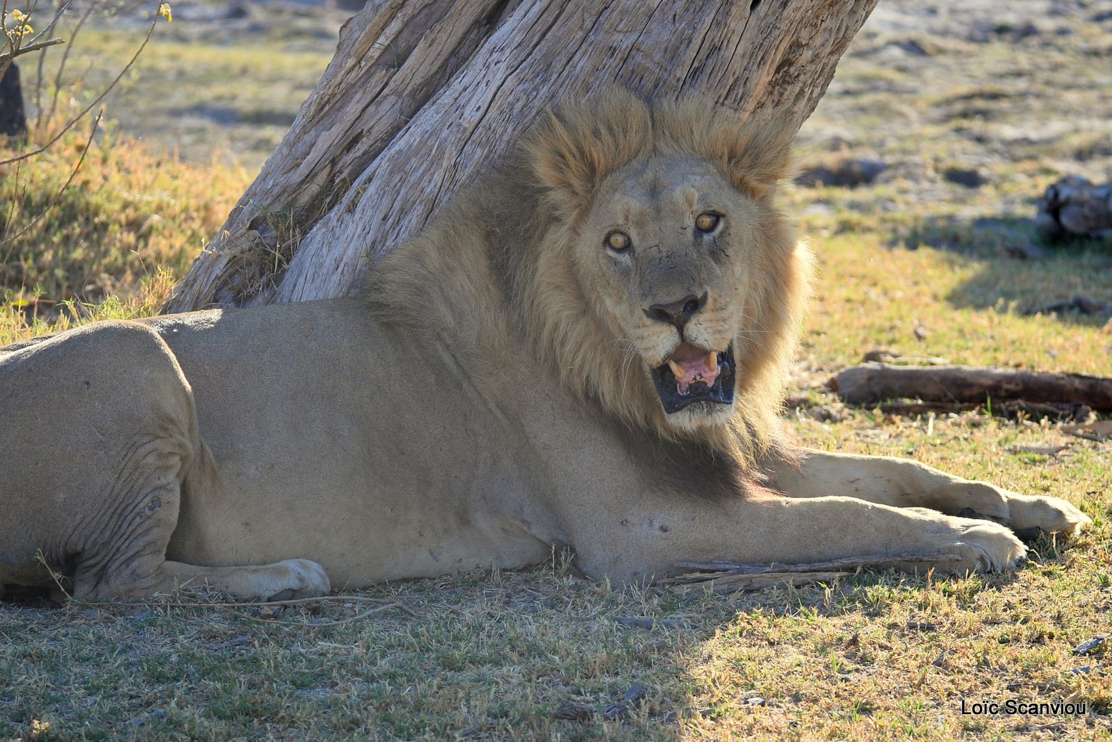Lion mâle/Male Lion (9)