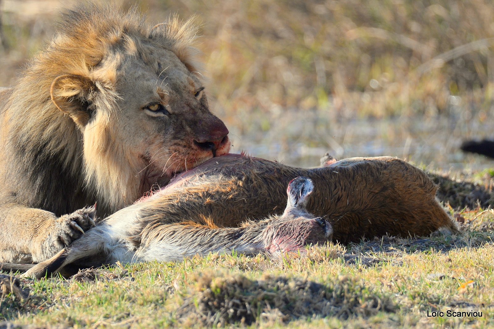 Lion mangeant un lechwe/Lion eating a red lechwe (1)