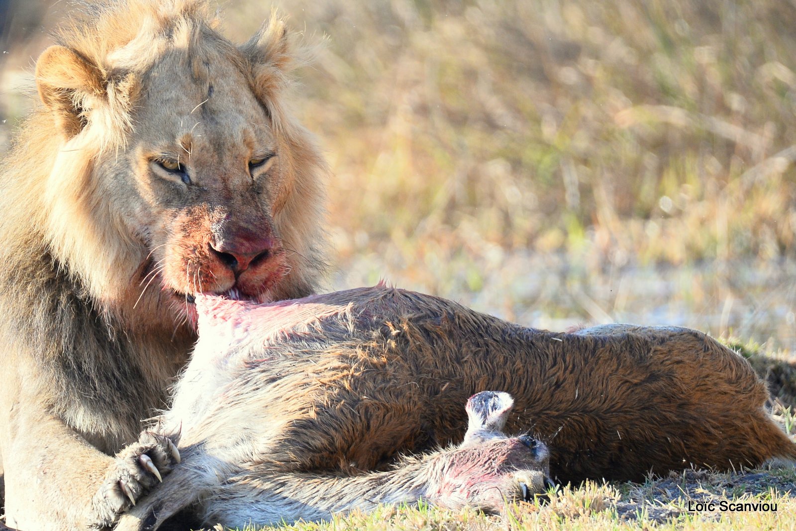 Lion mangeant un lechwe/Lion eating a red lechwe (2)