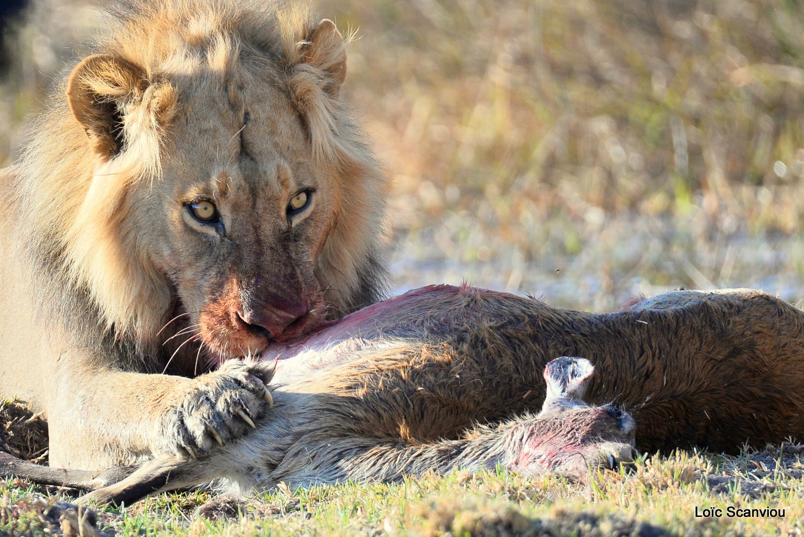 Lion mangeant un lechwe/Lion eating a red lechwe (3)