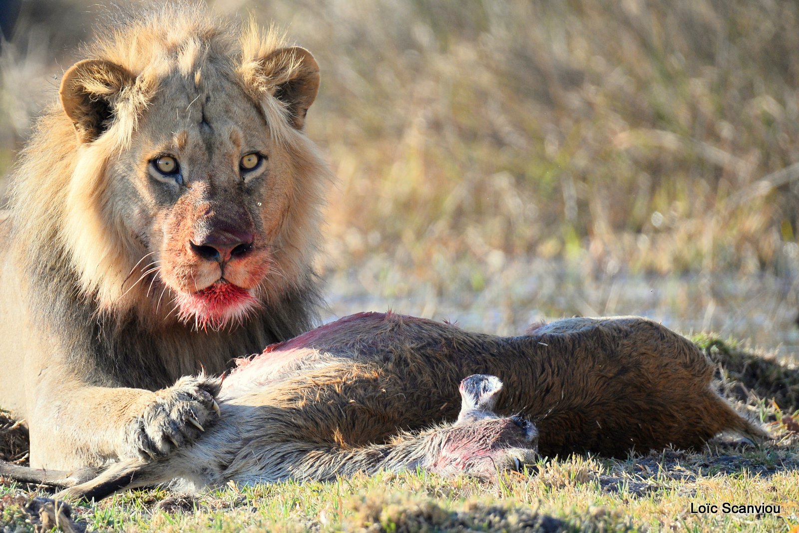 Lion mangeant un lechwe/Lion eating a red lechwe (4)