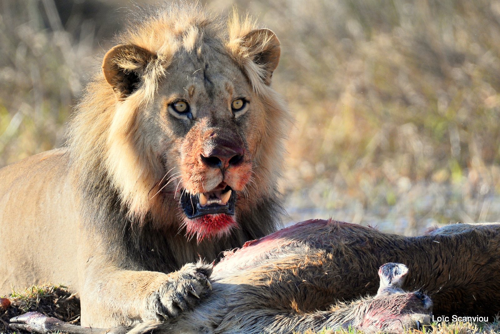 Lion mangeant un lechwe/Lion eating a red lechwe (5)