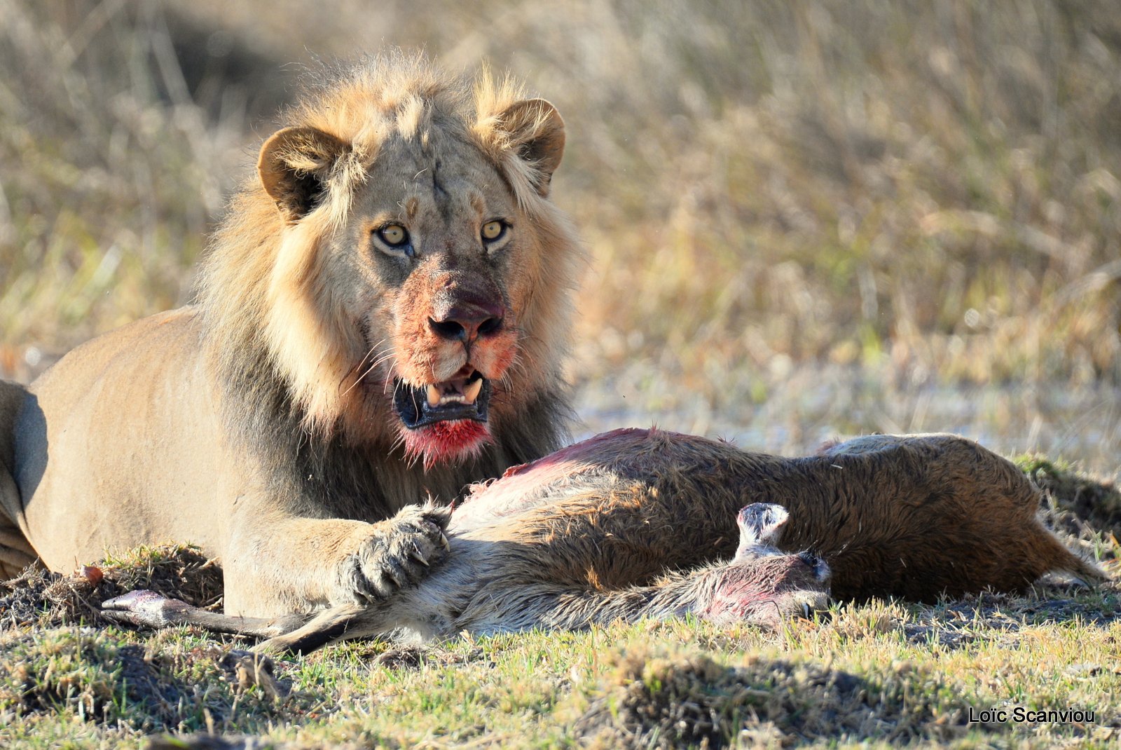 Lion mangeant un lechwe/Lion eating a red lechwe (6)