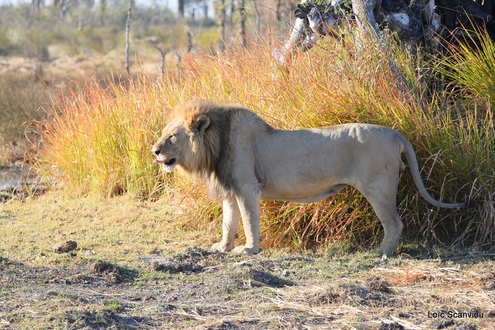 Lion mâle/Male Lion (10)