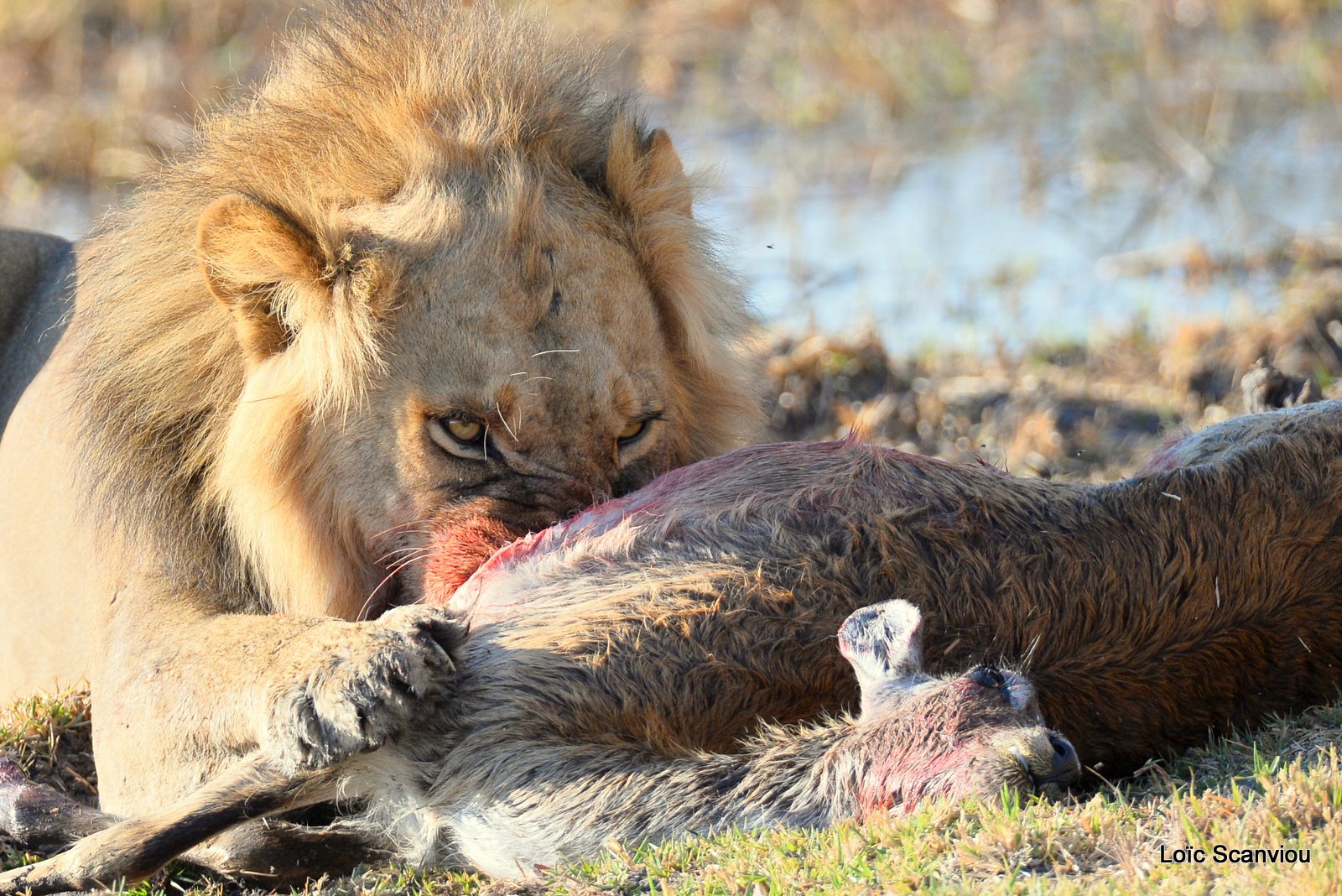 Lion mangeant un lechwe/Lion eating a red lechwe (8)