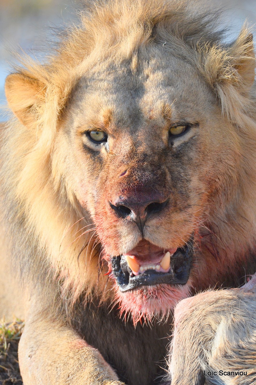 Lion mangeant un lechwe/Lion eating a red lechwe (9)