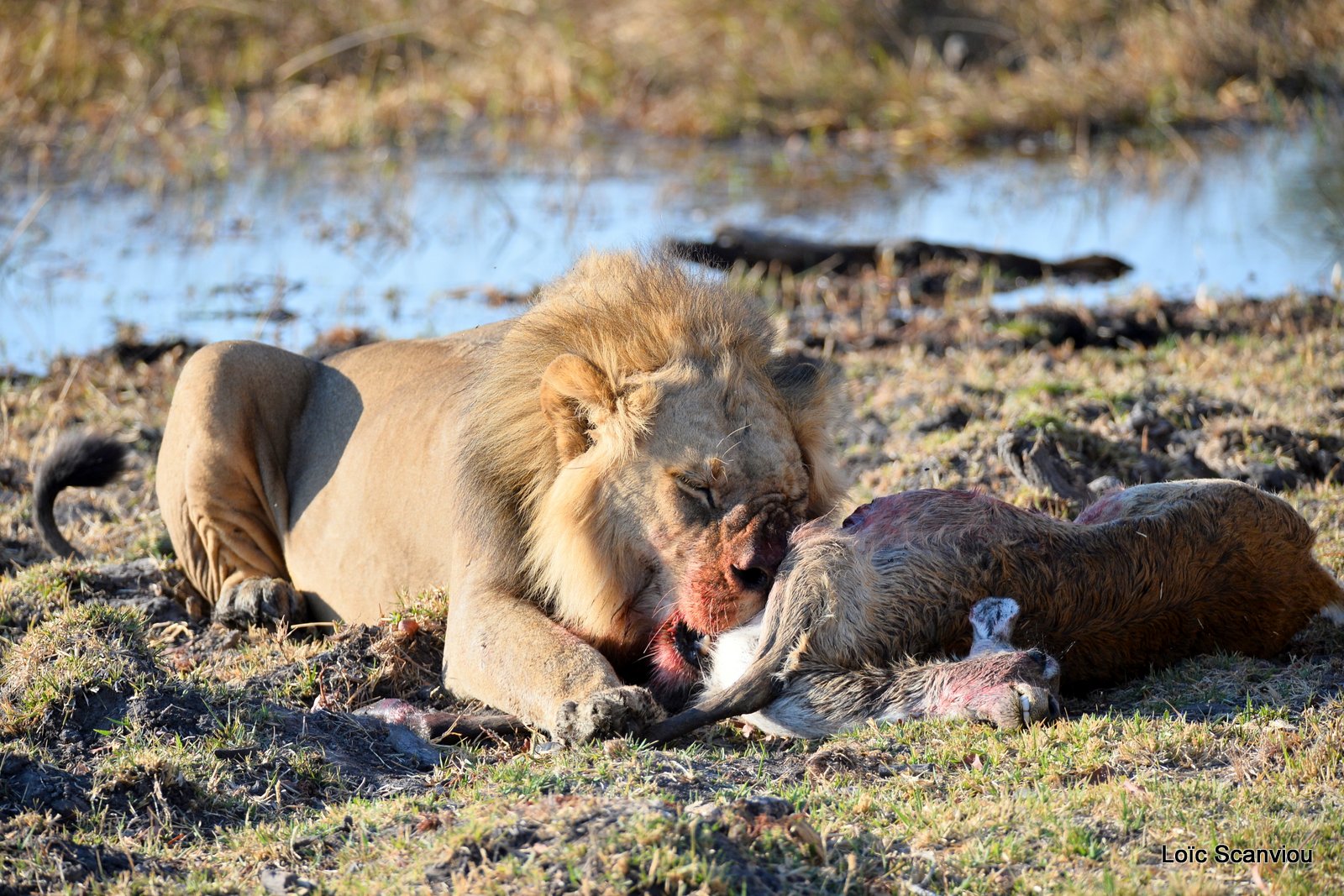 Lion mangeant un lechwe/Lion eating a red lechwe (10)
