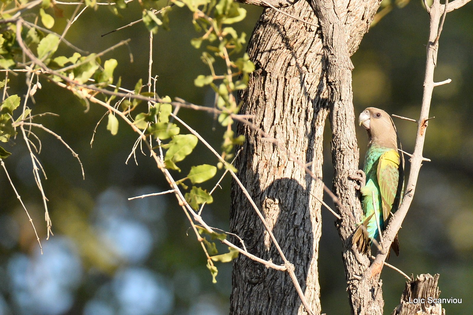 Perroquet de Meyer/Meyer's Parrot (1)