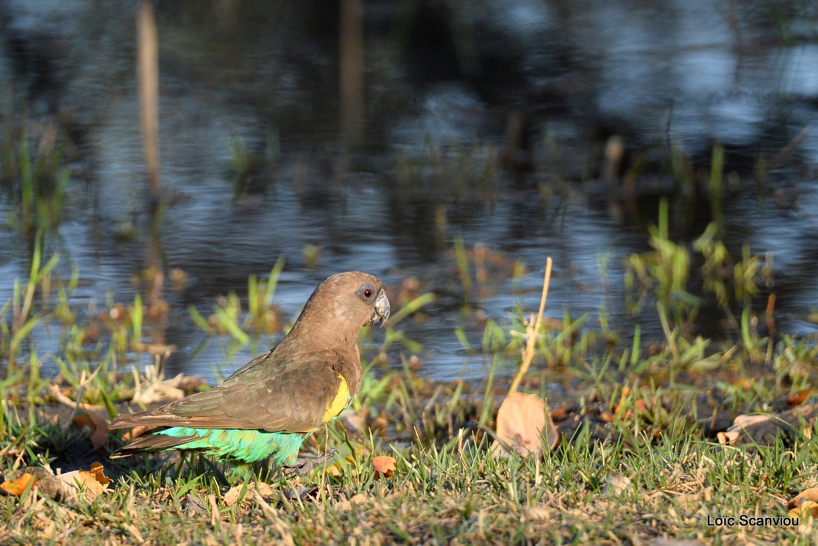 Perroquet de Meyer/Meyer's Parrot (2)