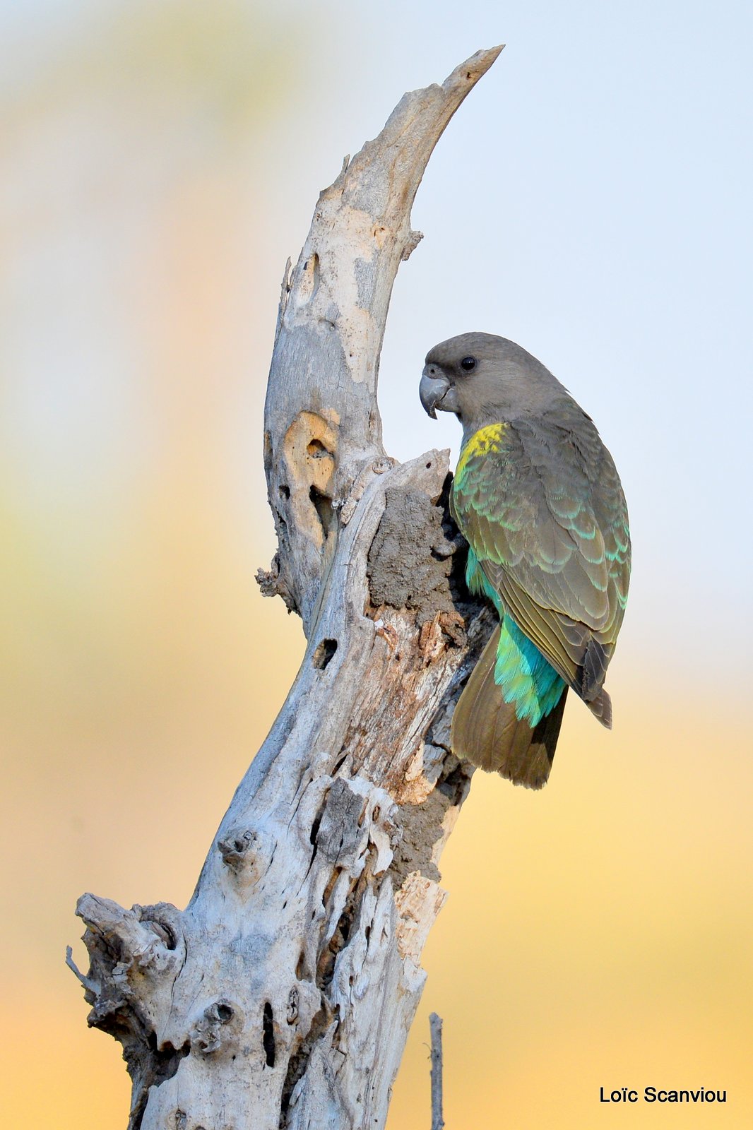 Perroquet de Meyer/Meyer's Parrot (3)