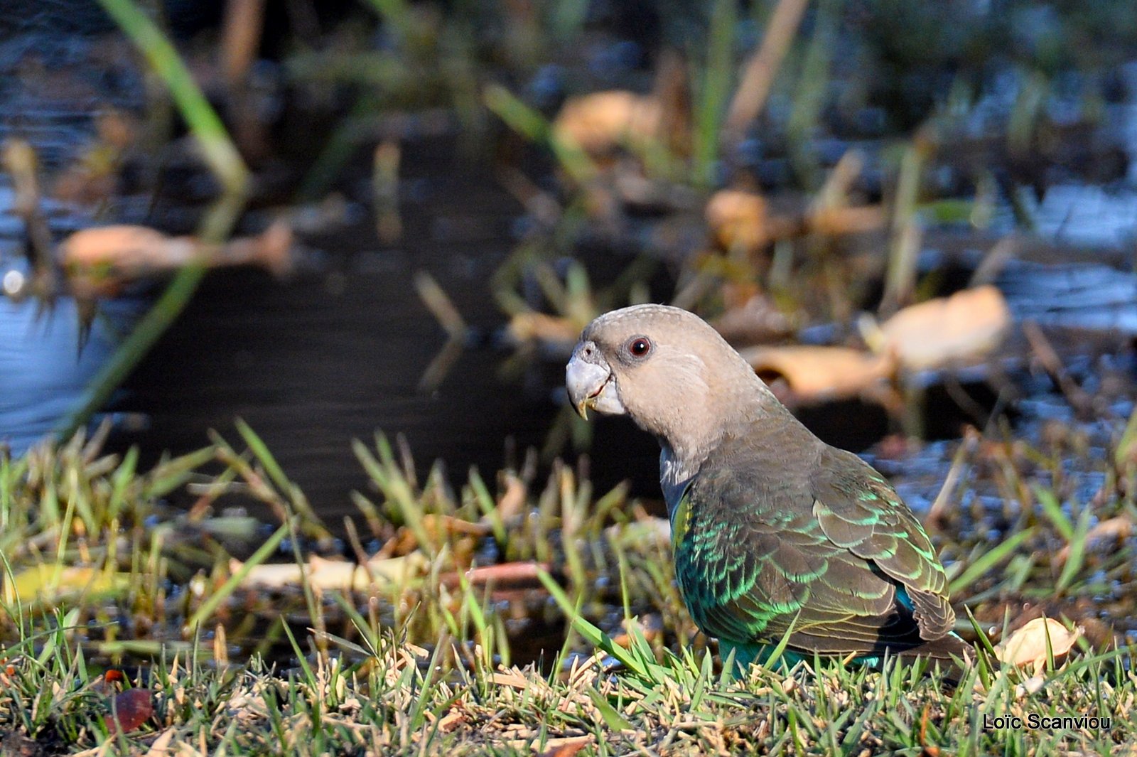 Perroquet de Meyer/Meyer's Parrot (4)