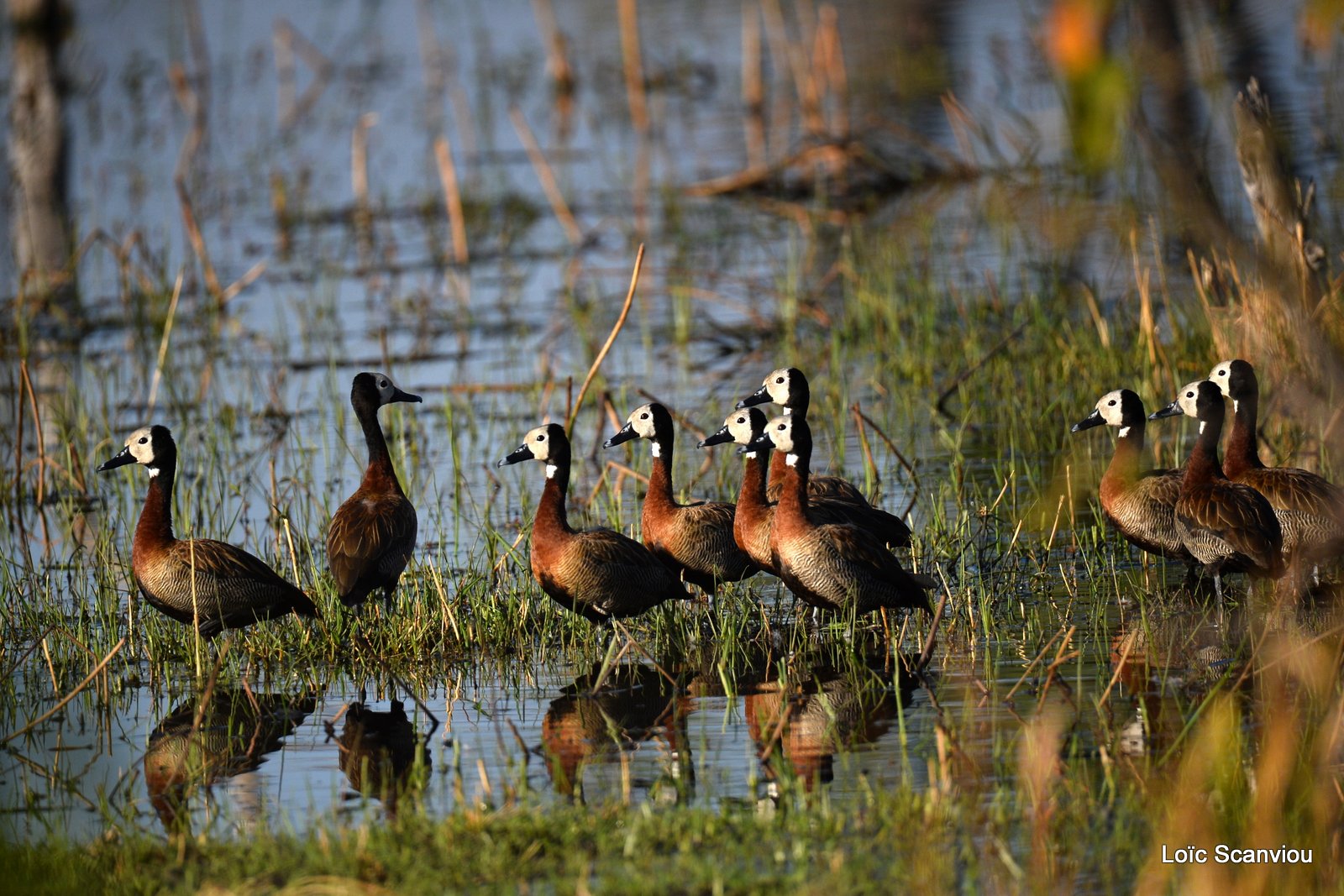 Dendrocygne veuf/White-faced Whistling Duck (1)
