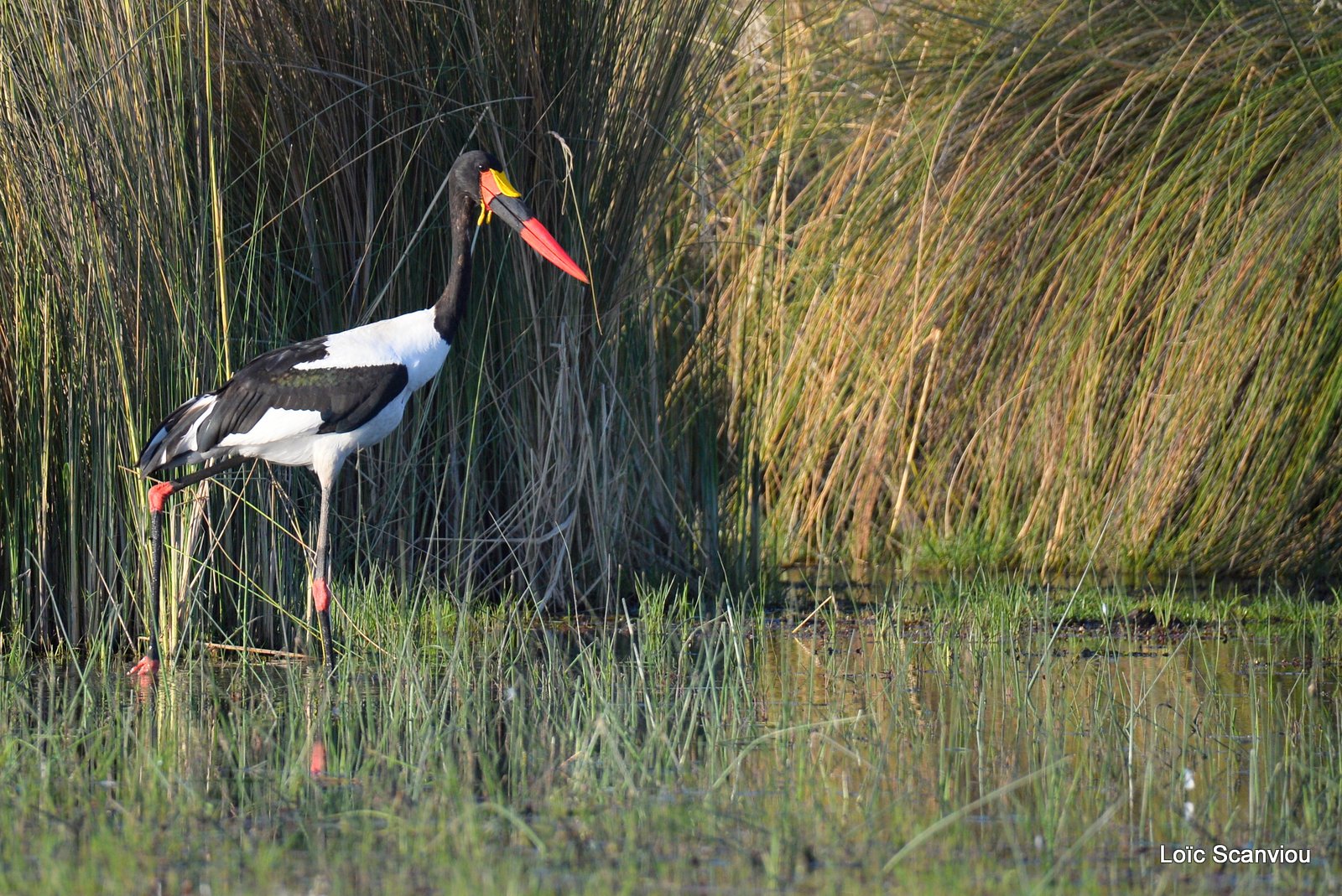 Jabiru d'Afrique/Saddle-billed Stork (2)