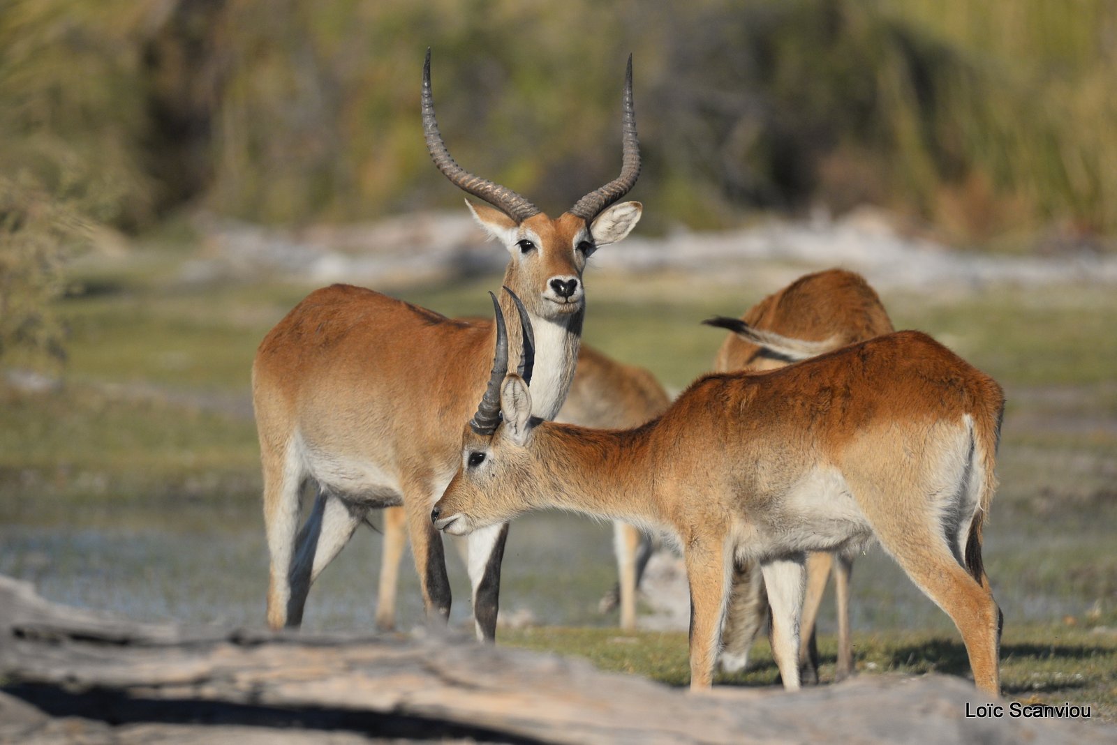 Cobe de Lechwe/Red Lechwe (17)