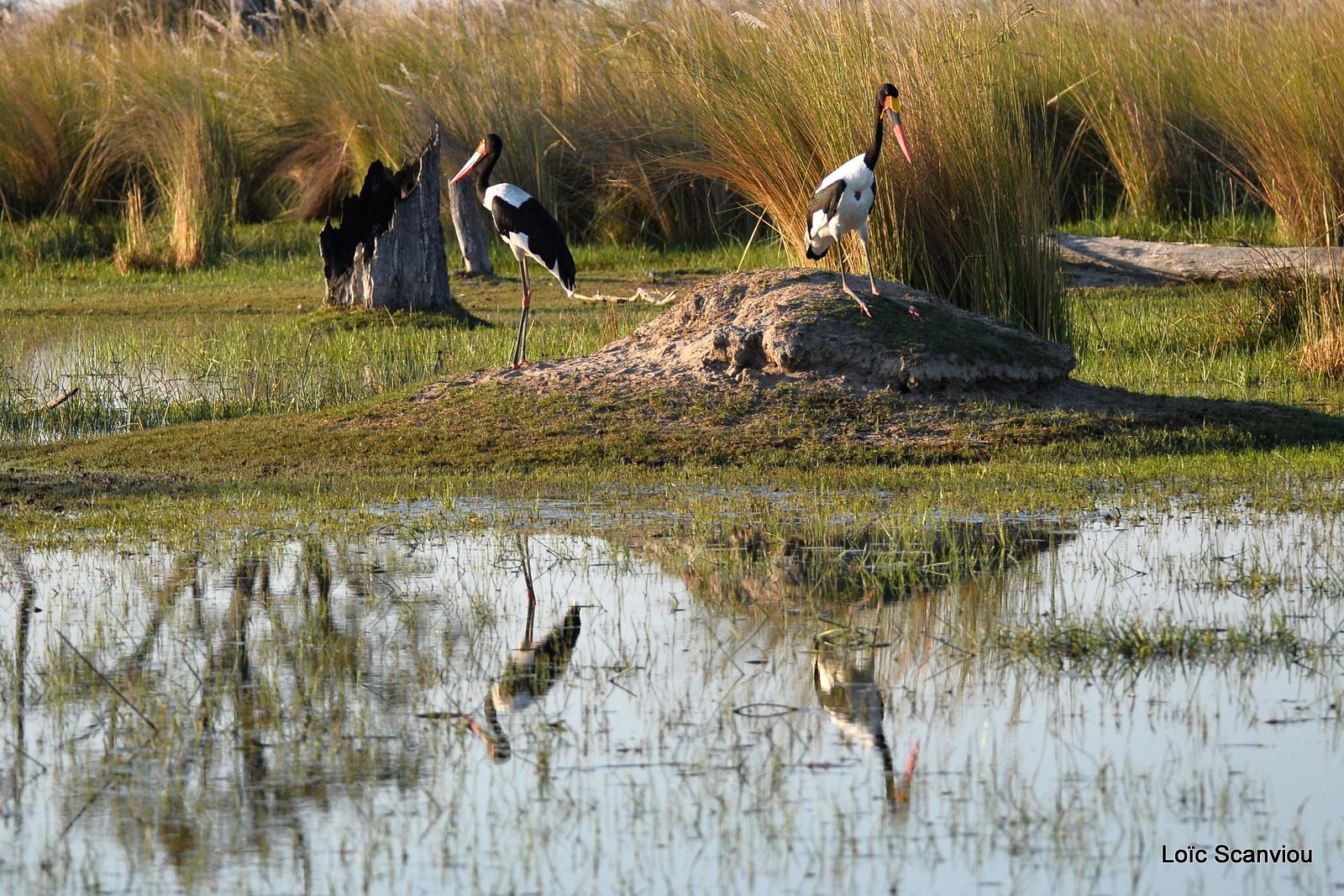 Jabiru d'Afrique/Saddle-billed Stork (4)