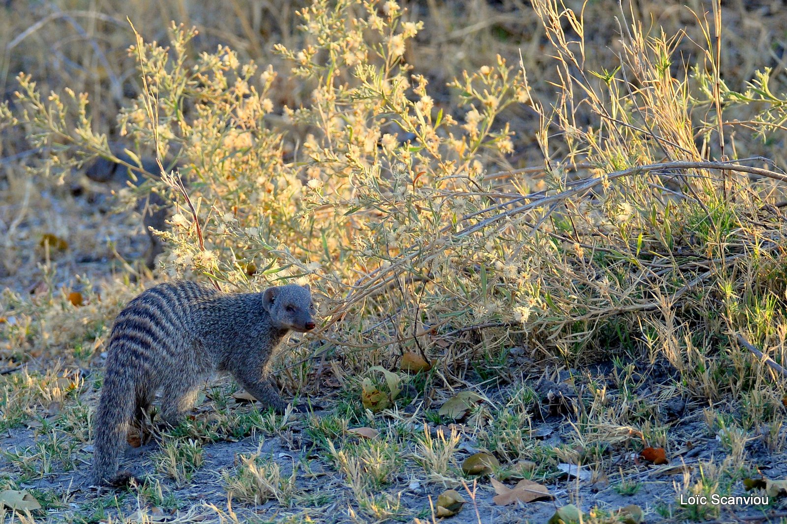 Mangouste rayée/Banded Mongoose (1)
