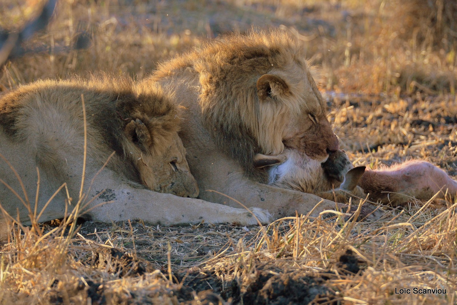 Lion mangeant un lechwe/Lion eating a red lechwe (11)