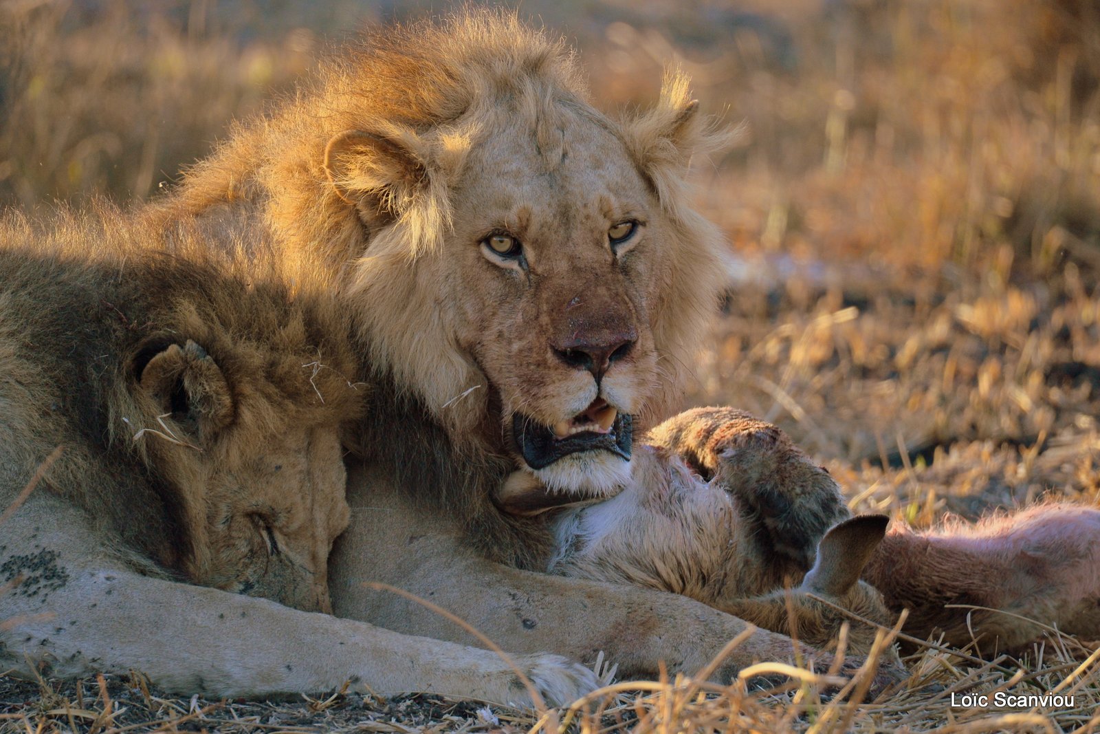 Lion mangeant un lechwe/Lion eating a red lechwe (12)
