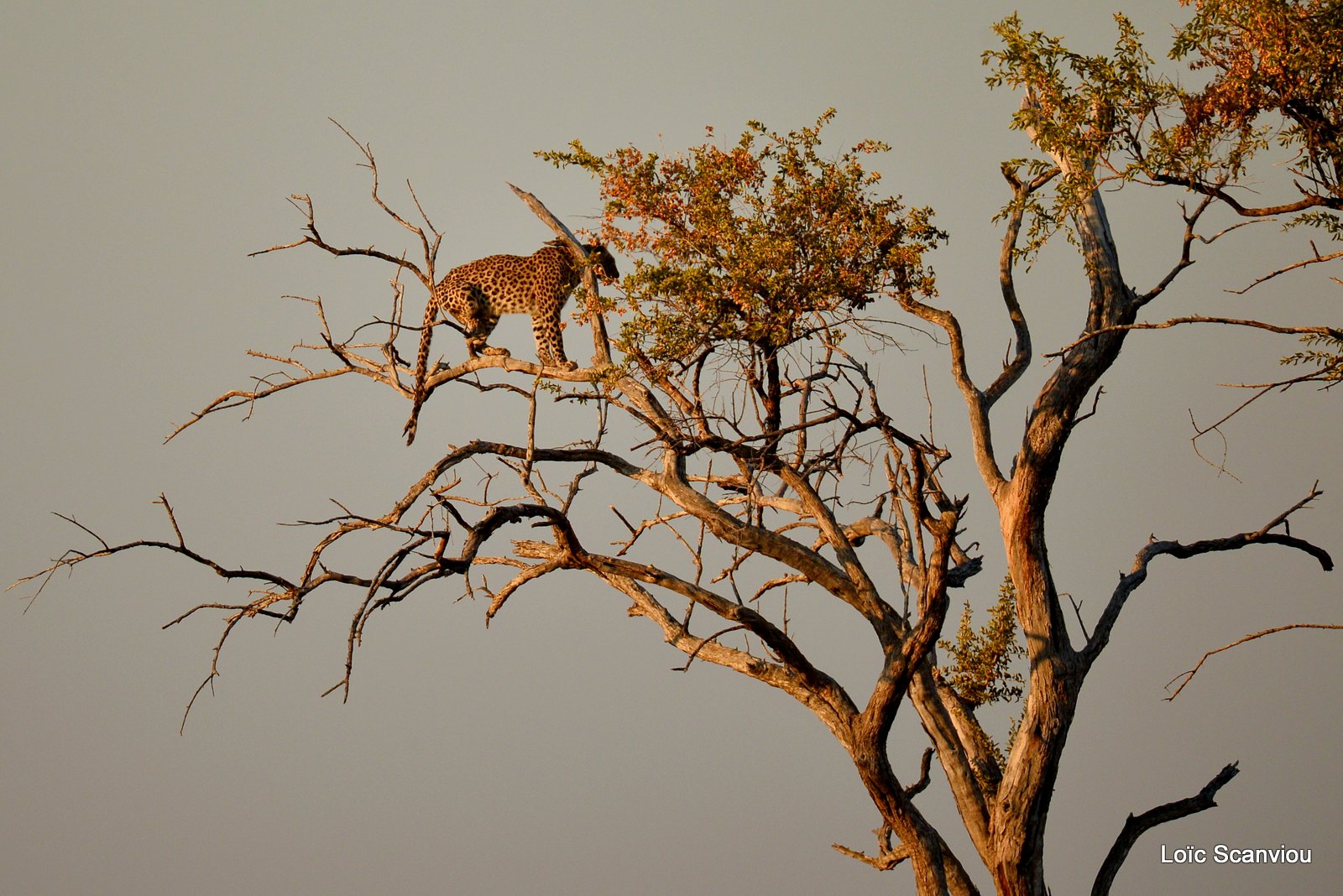 Moremi (175)