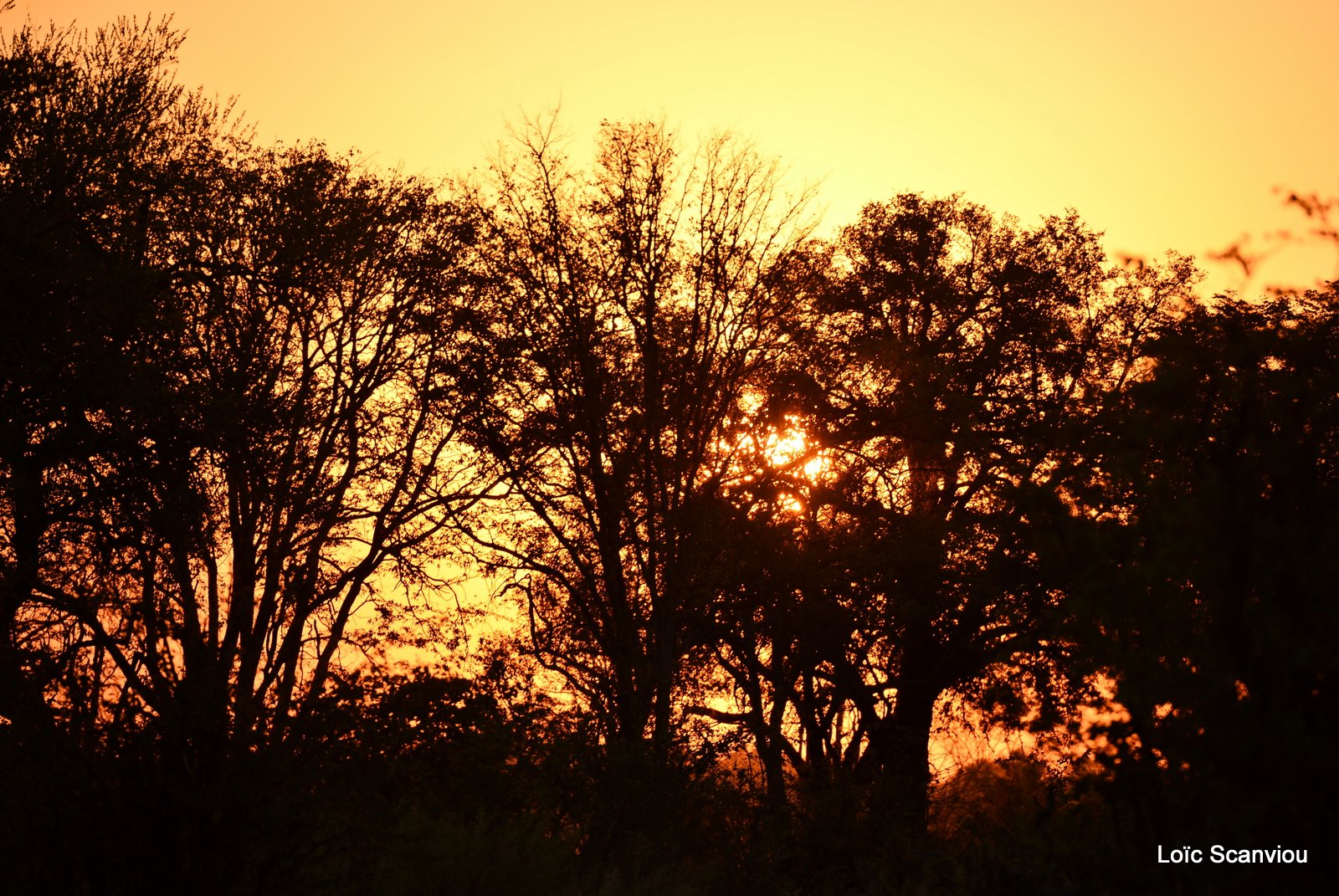 Moremi (176)