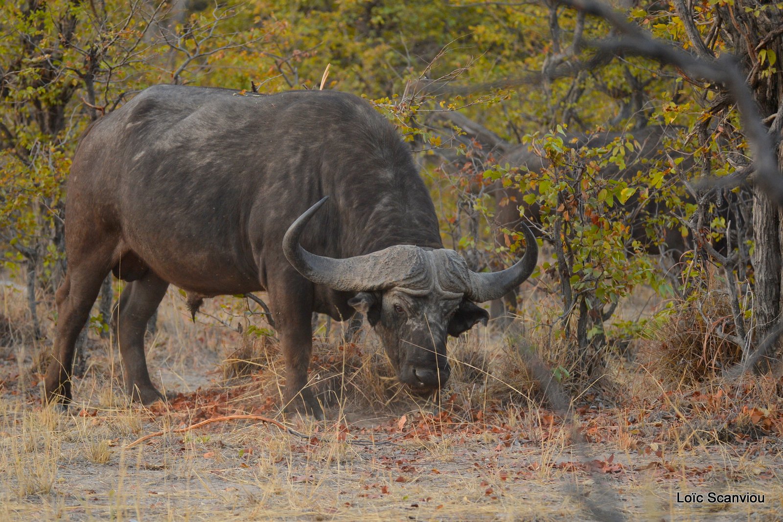 Buffle d'Afrique/Cape Buffalo (1)