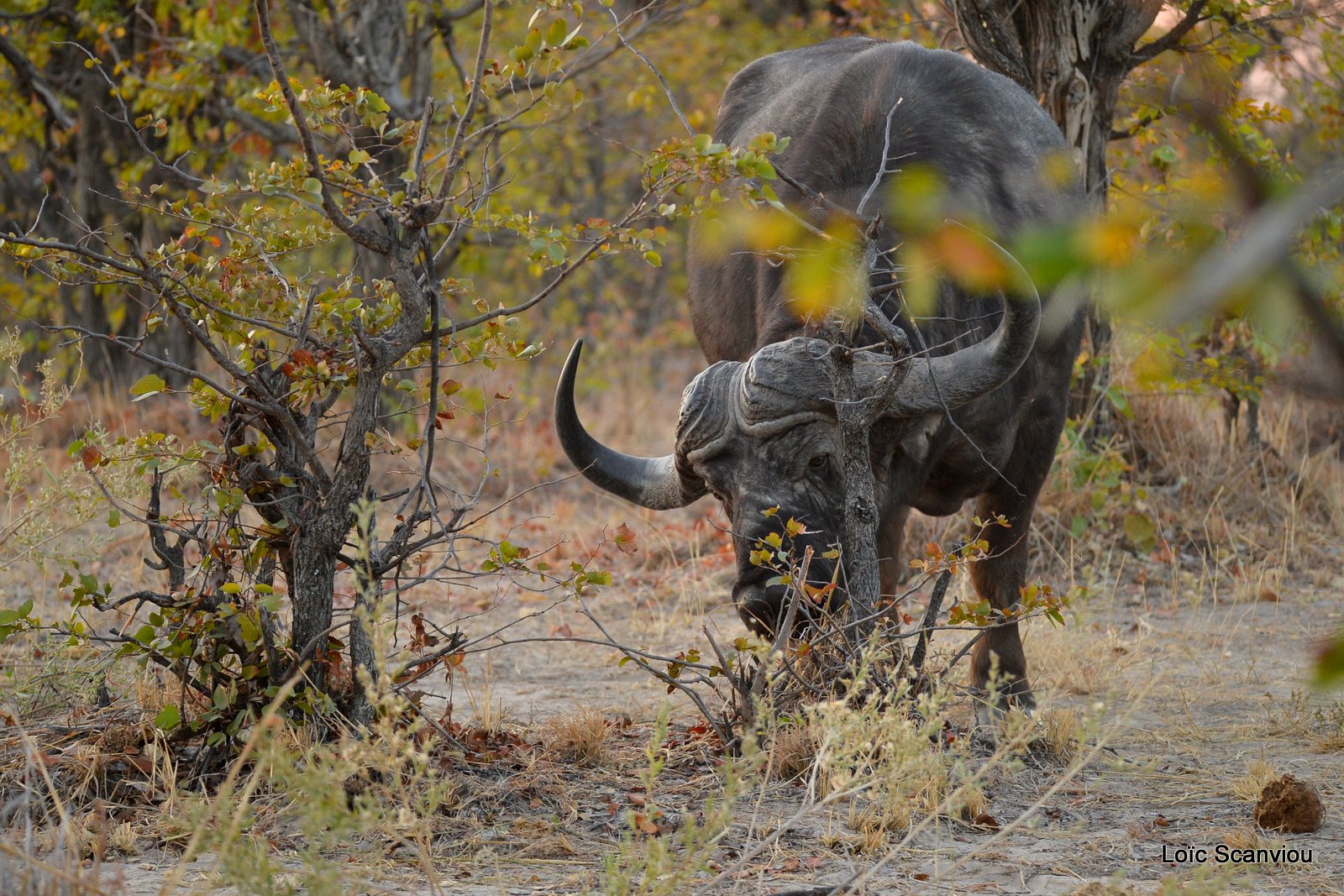 Buffle d'Afrique/Cape Buffalo (2)
