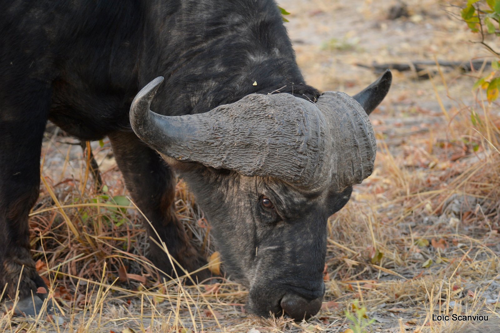 Buffle d'Afrique/Cape Buffalo (3)