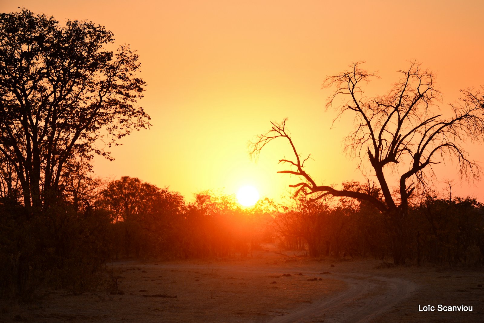 Moremi (180)