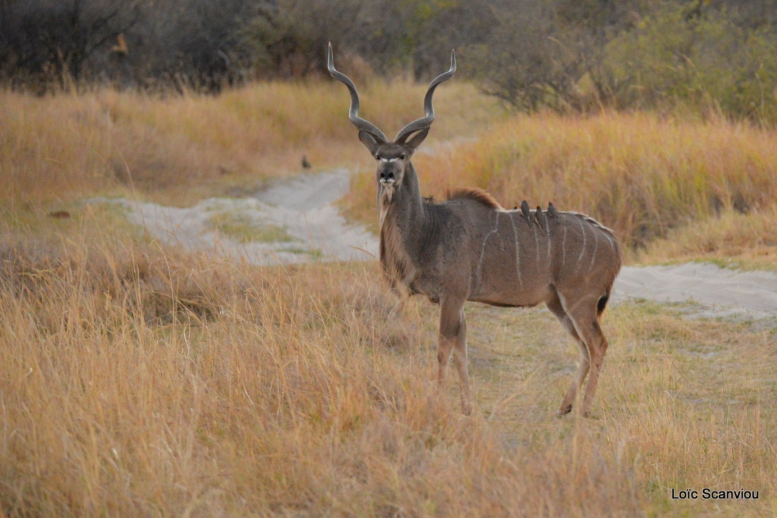 Grand koudou/Greater Kudu (3)