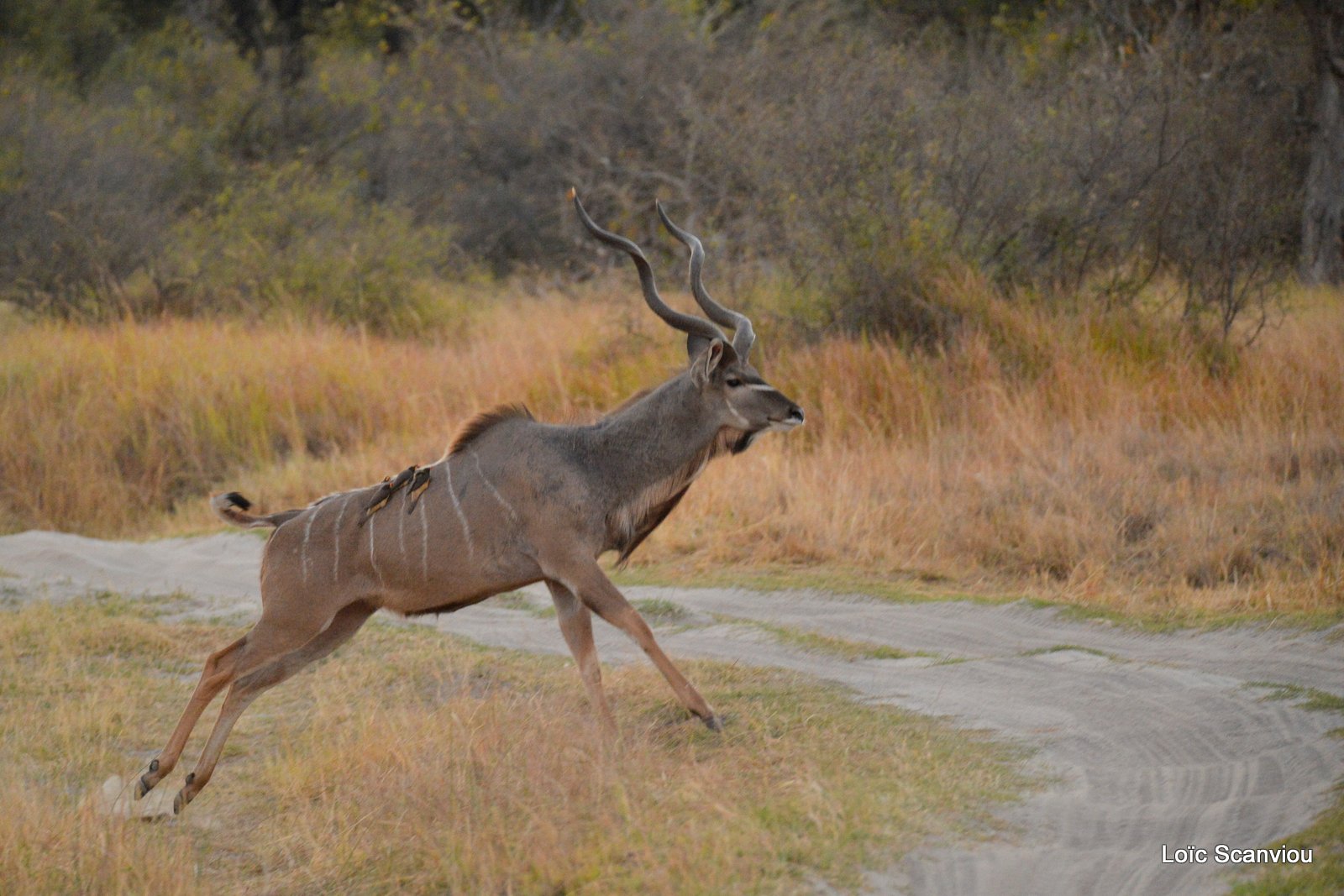 Grand koudou/Greater Kudu (4)