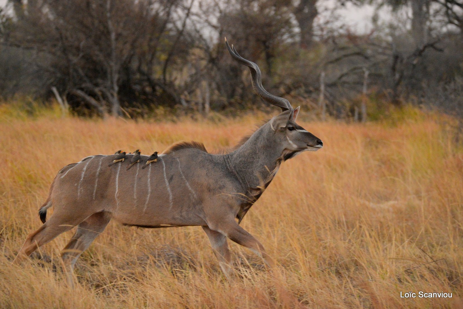 Grand koudou/Greater Kudu (5)
