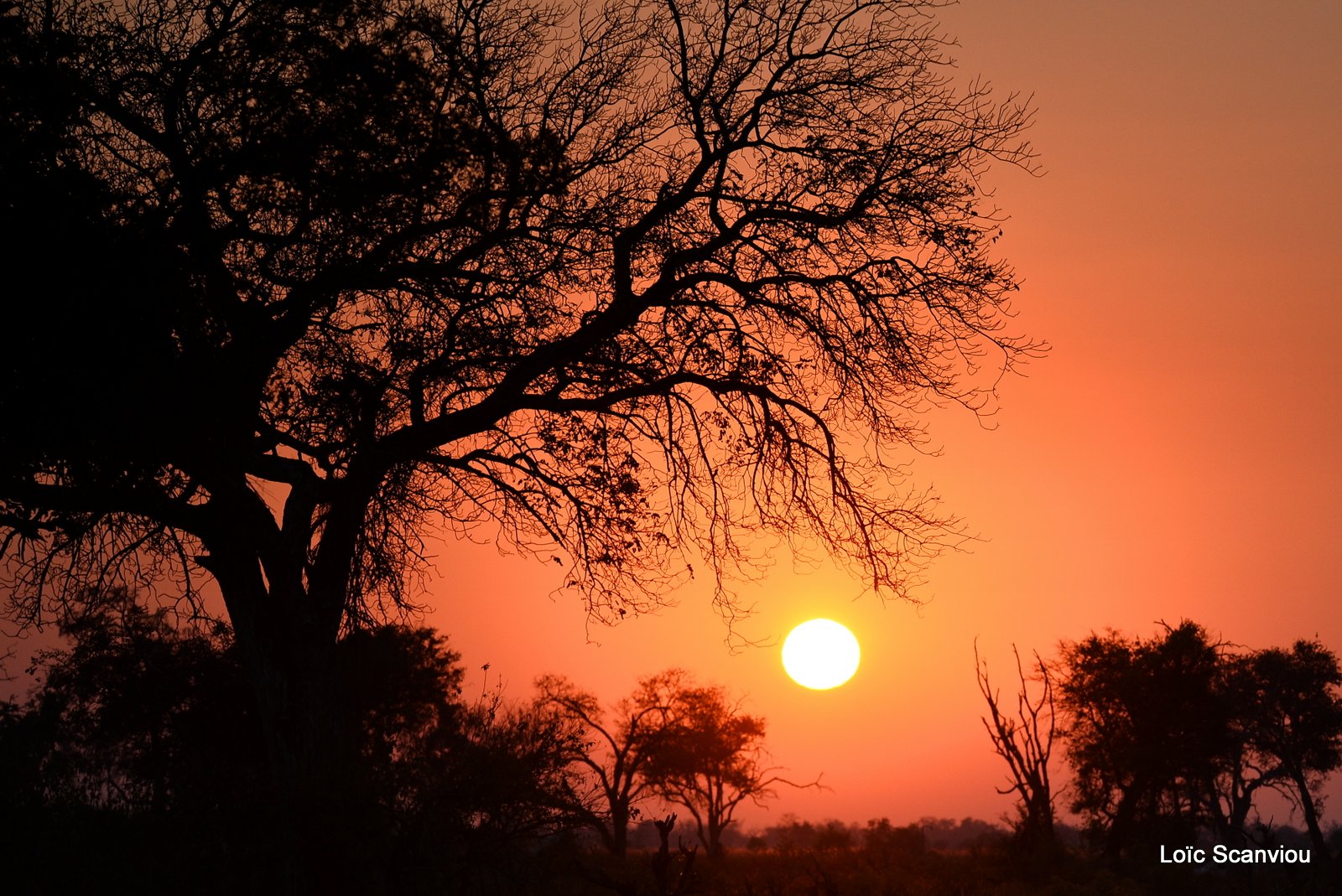 Moremi (184)
