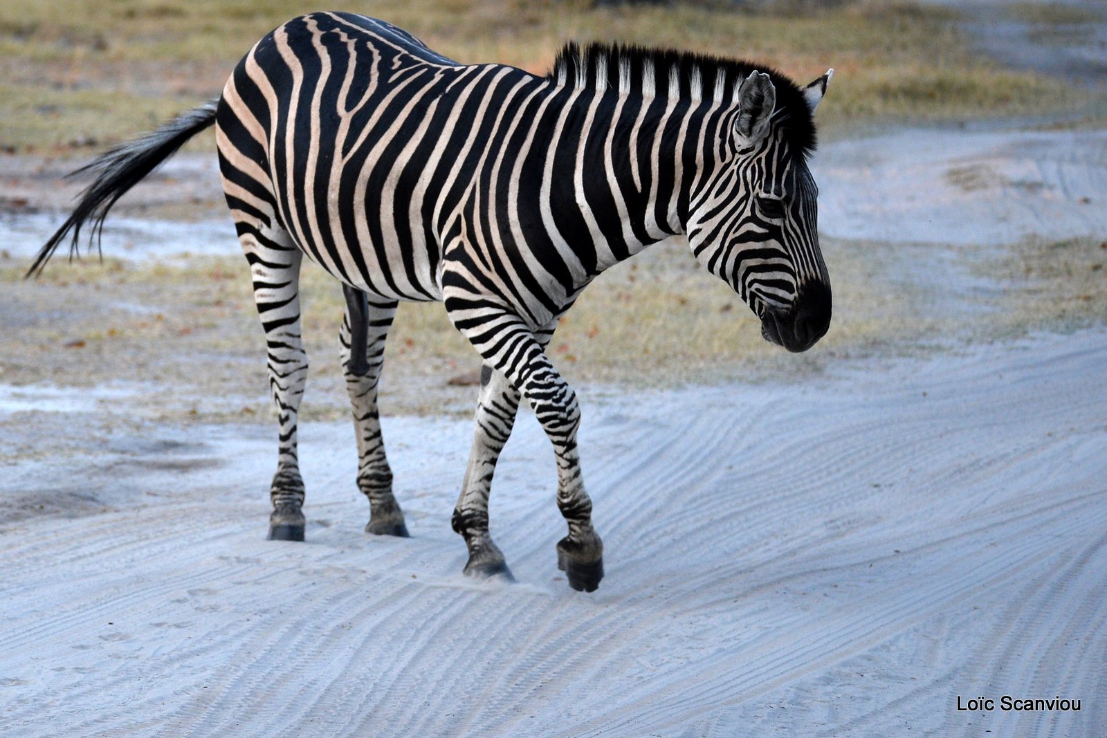 Zèbres/Zebras (6)