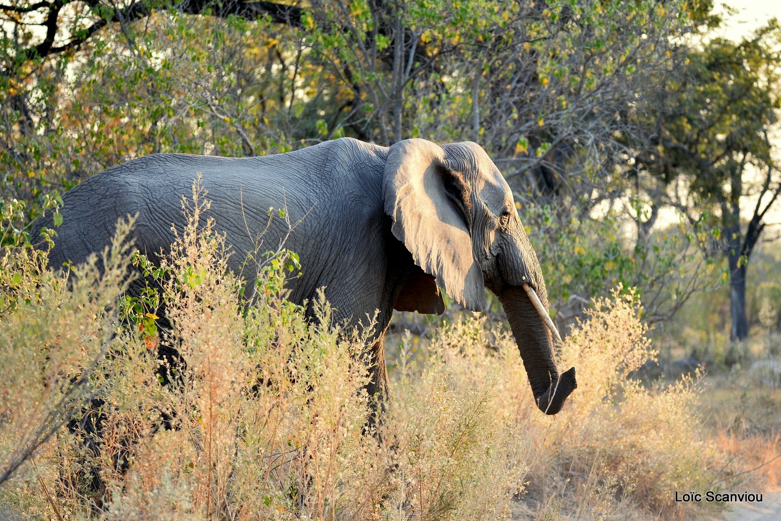 Eléphant d'Afrique/African Elephant (34)