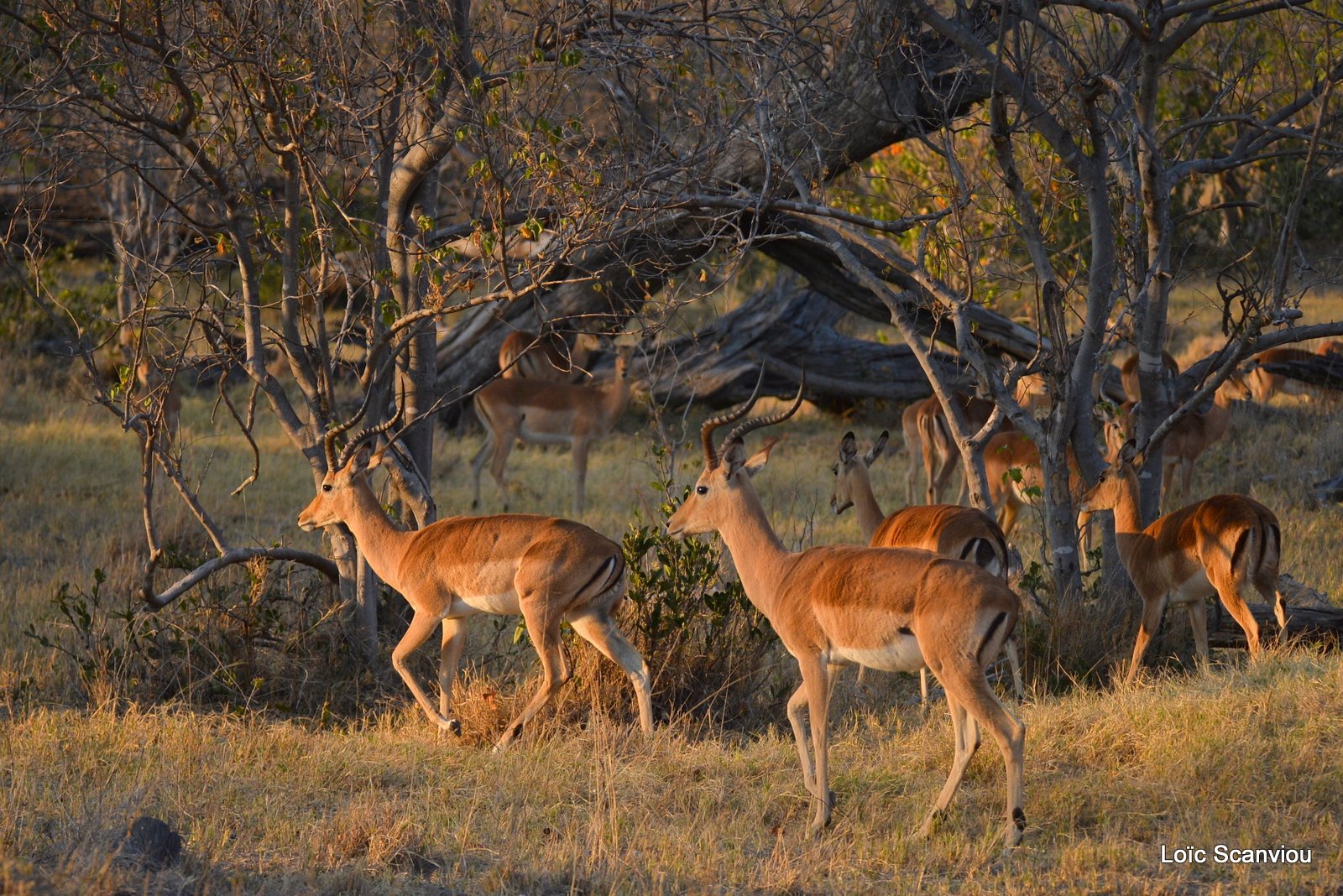 Impala (1)