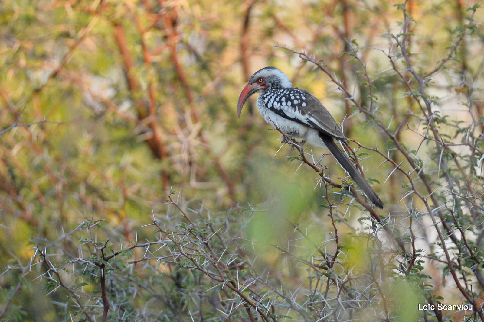 Calao à bec rouge/Southern Red-billed Hornbill (1)