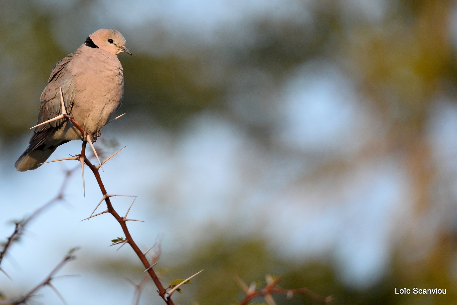 Tourterelle du Cap/Cape Turtle Dove (1)