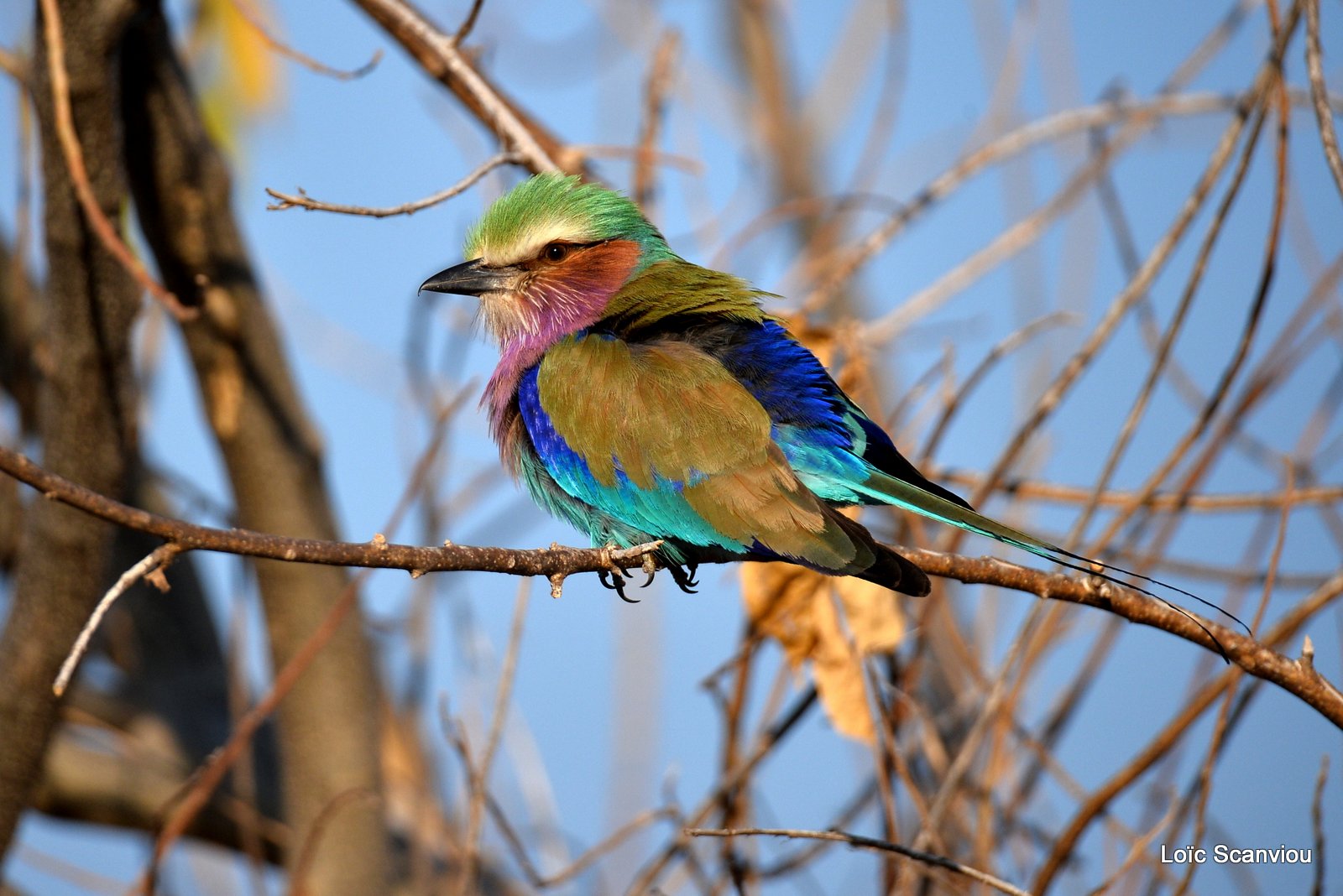 Rollier à longs brins/Lilac-Breasted Roller (1)
