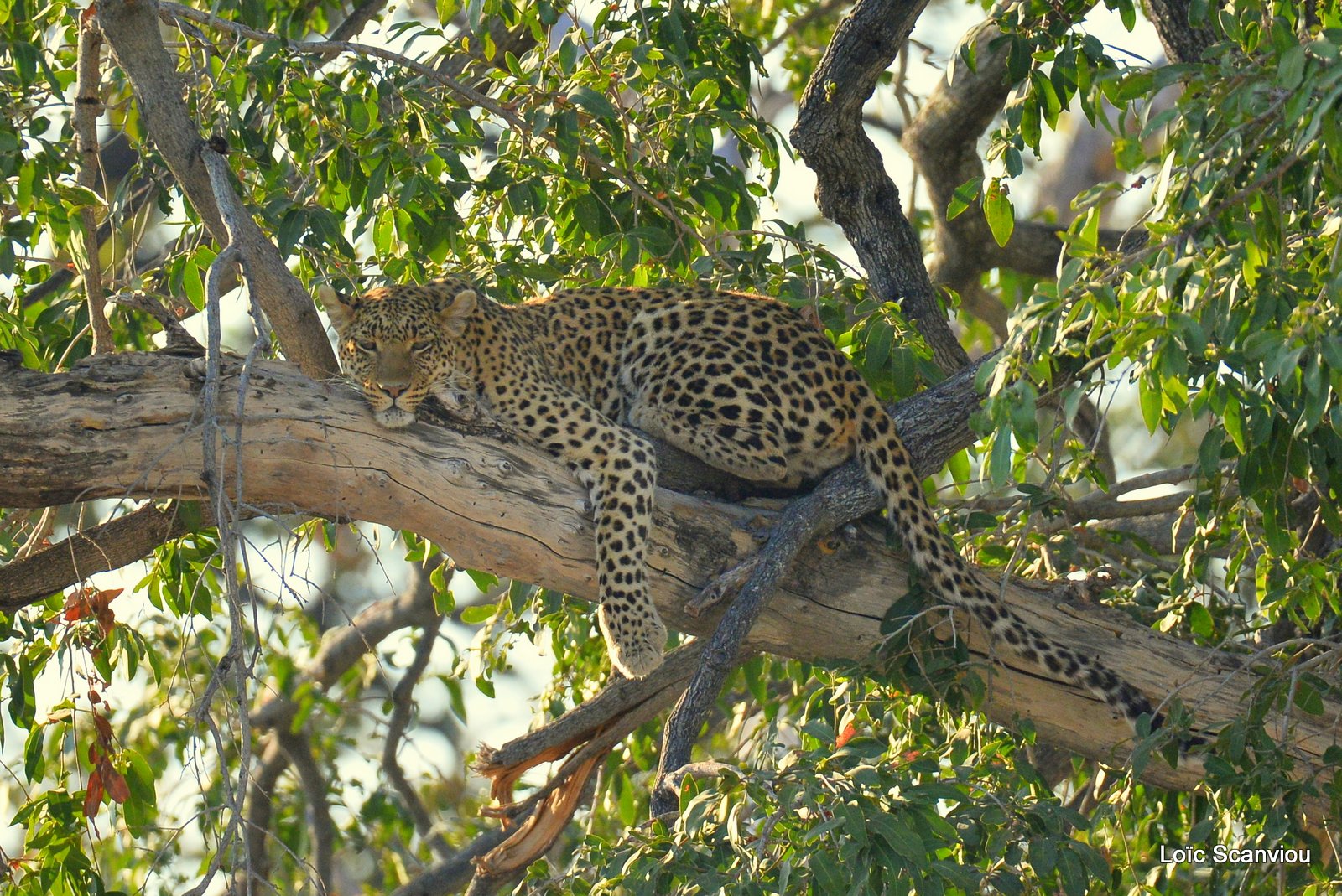Léopard/Leopard (8)