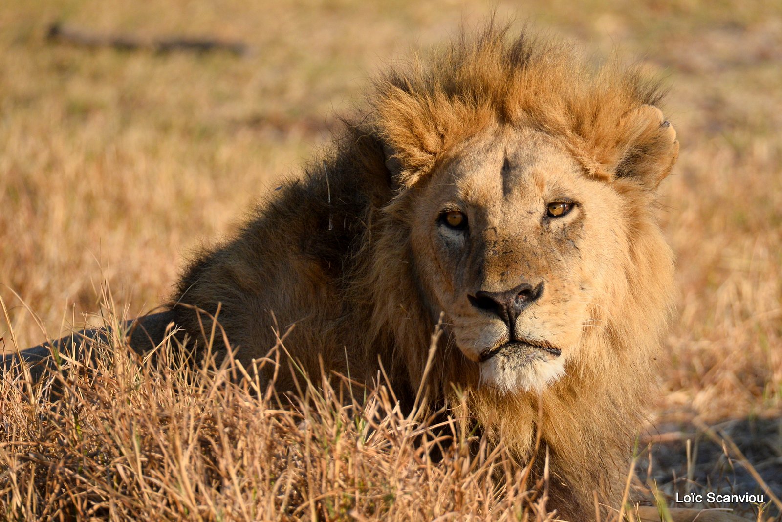 Lion mâle/Male Lion (12)