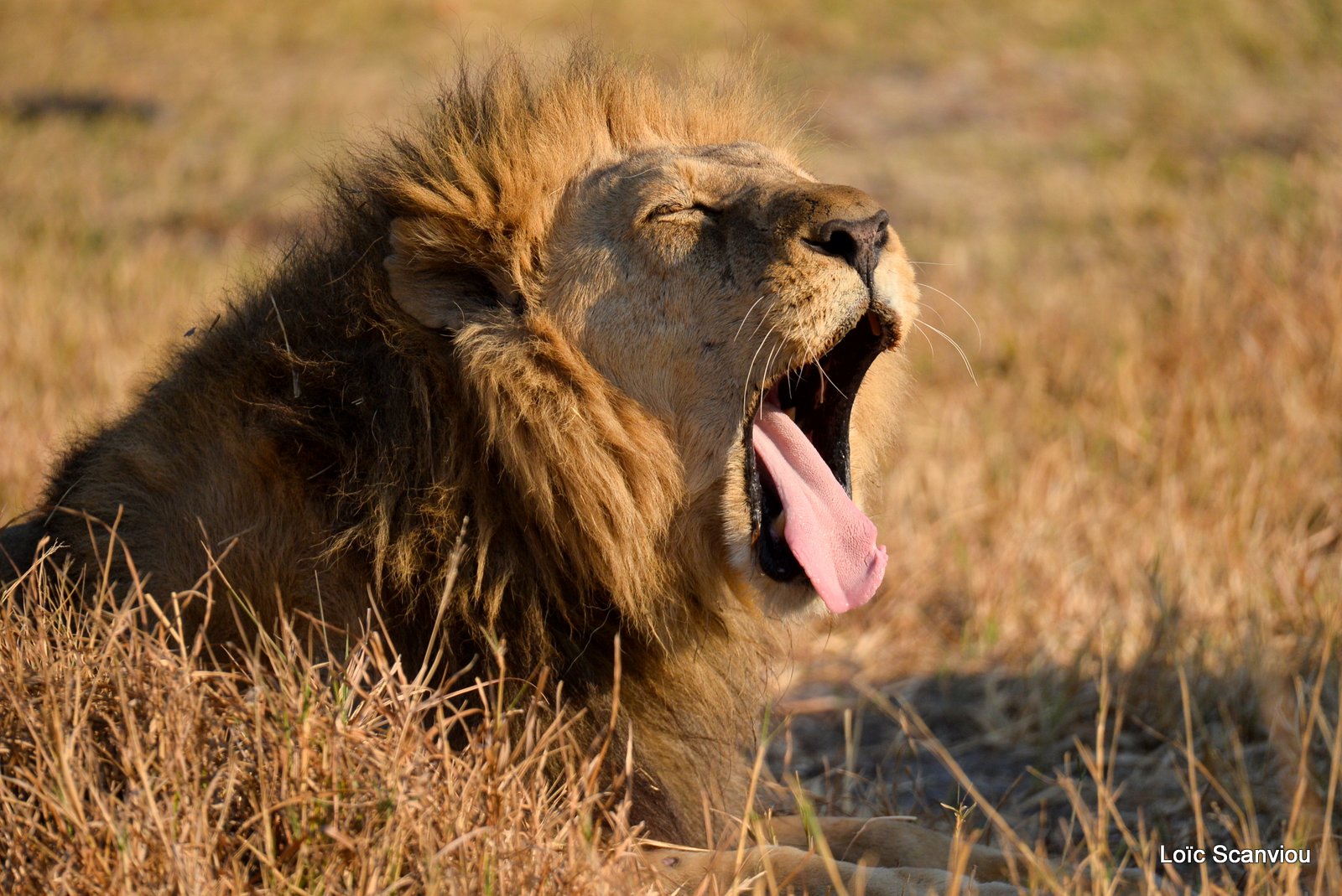 Lion mâle/Male Lion (13)