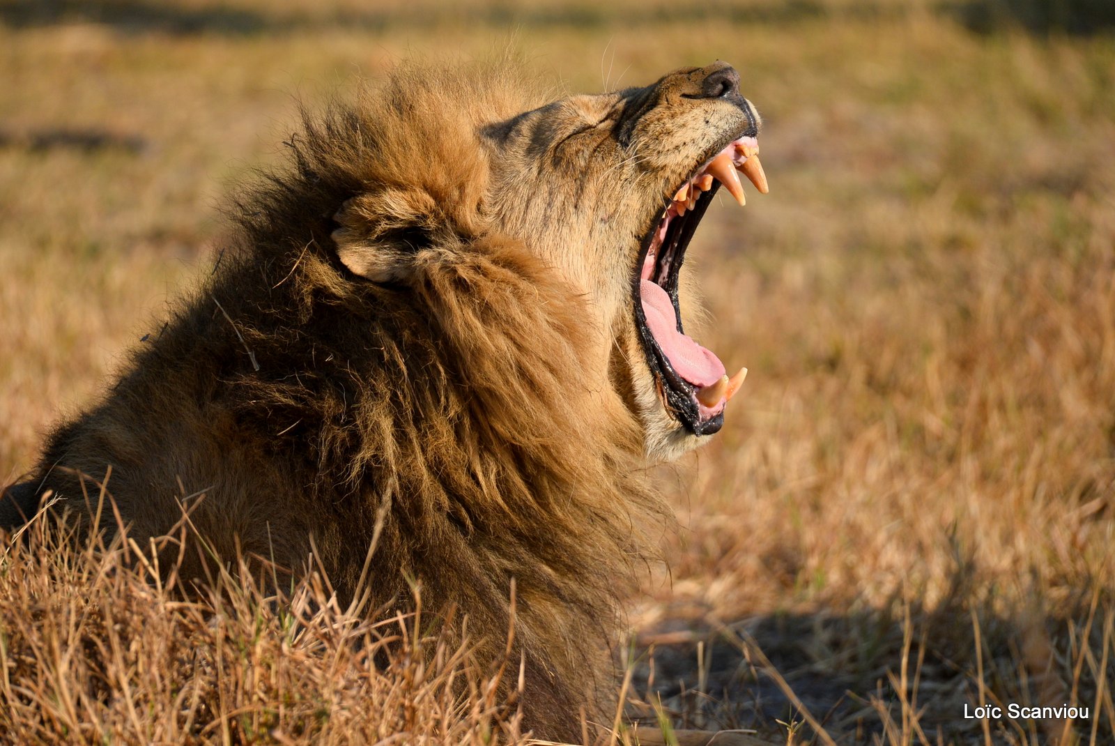 Lion mâle/Male Lion (14)