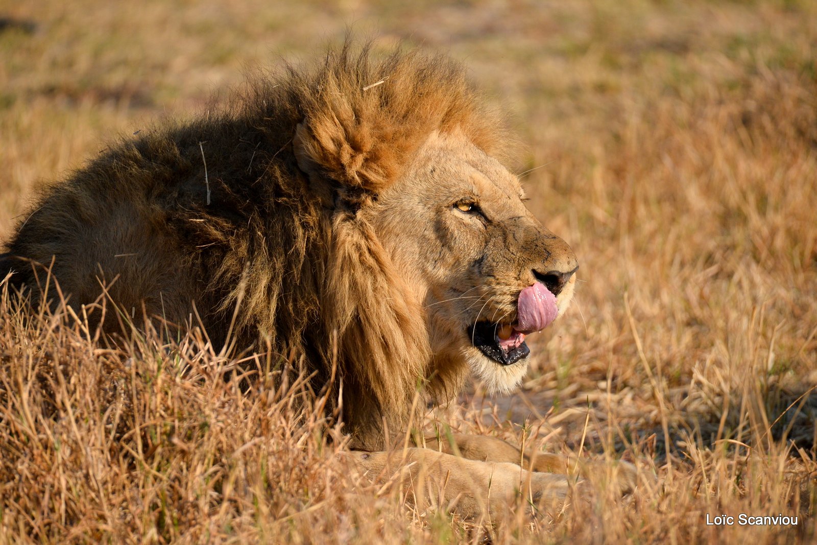 Lion mâle/Male Lion (15)
