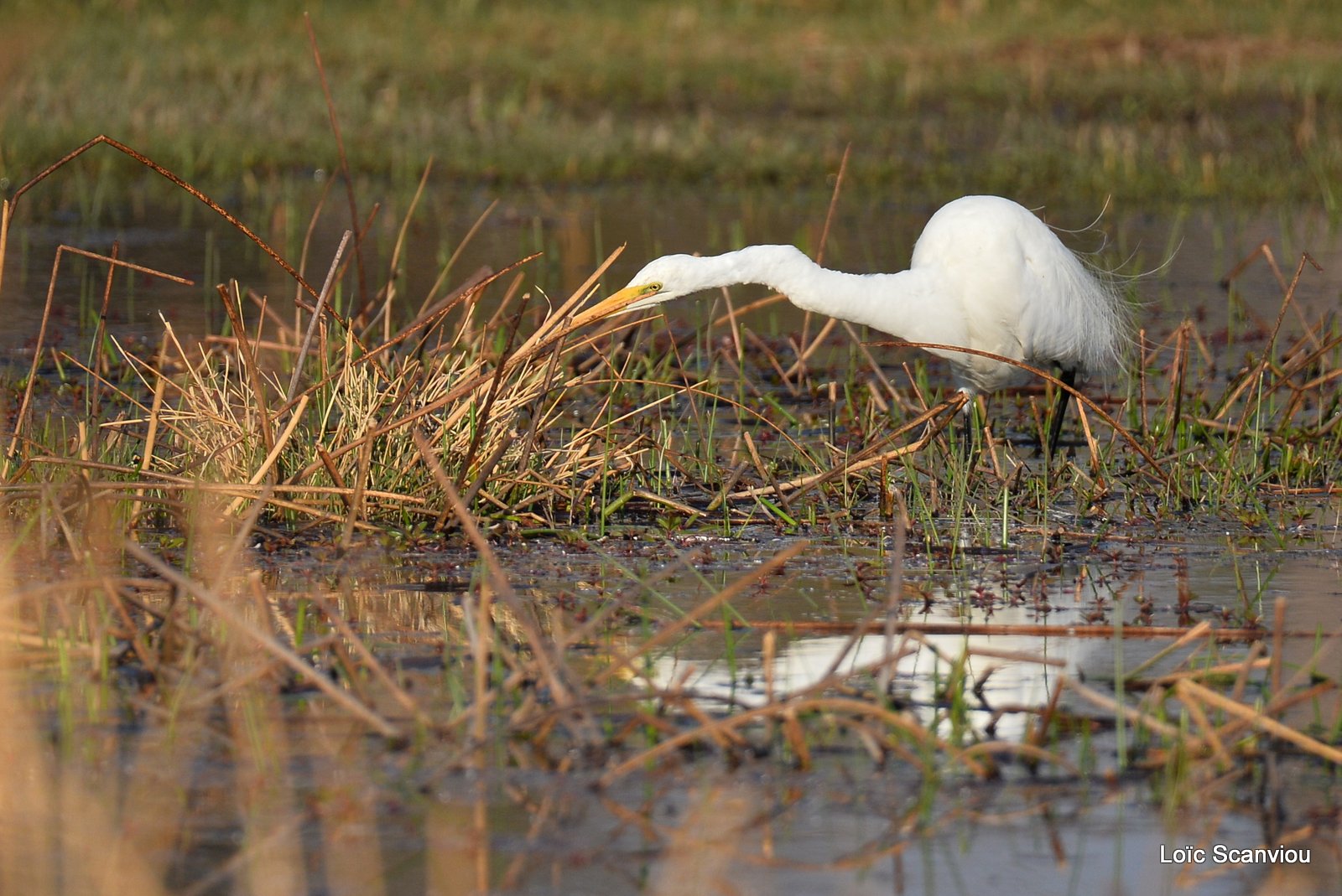 Grande Aigrette/Great White Egret (1)
