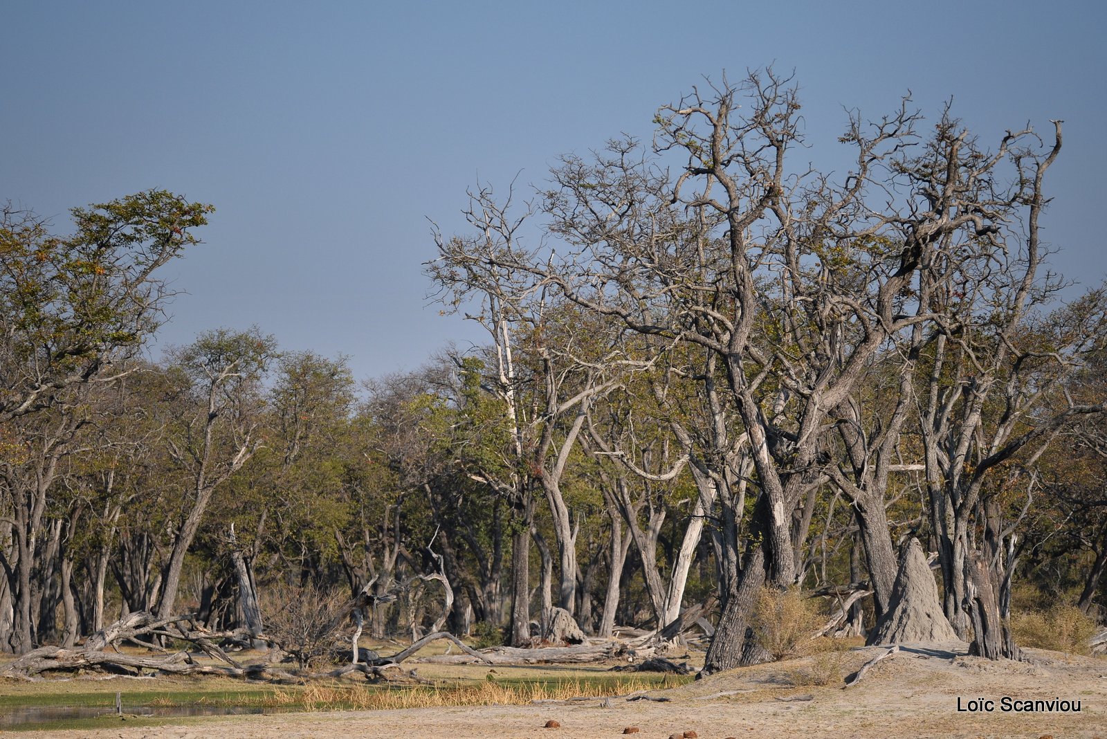 Moremi (198)