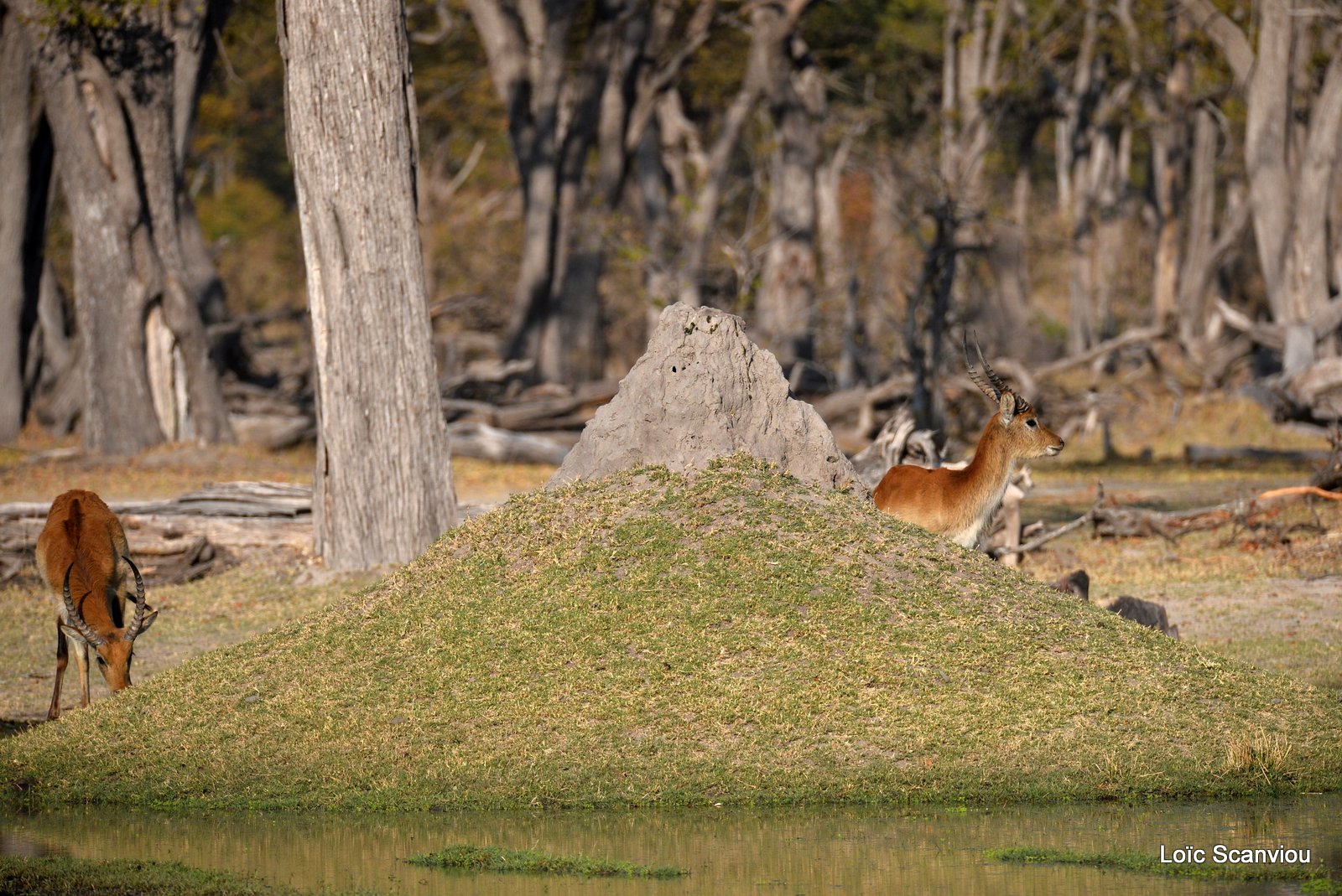 Cobe de Lechwe/Red Lechwe (13)