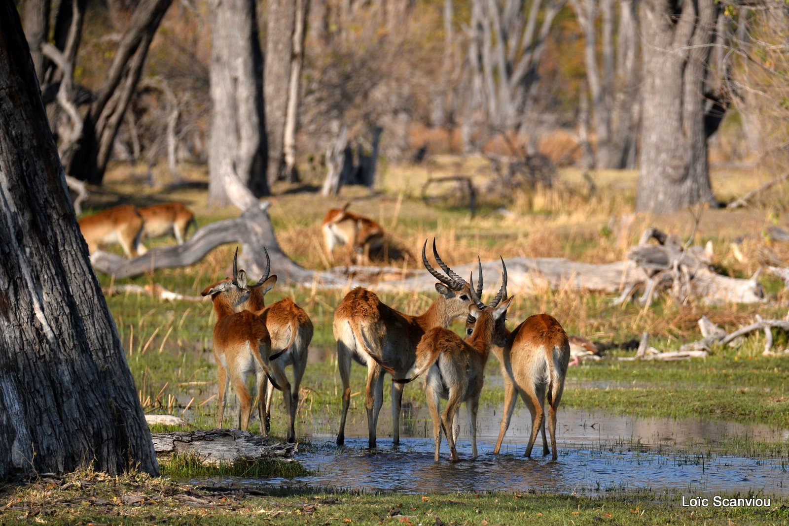 Cobe de Lechwe/Red Lechwe (14)