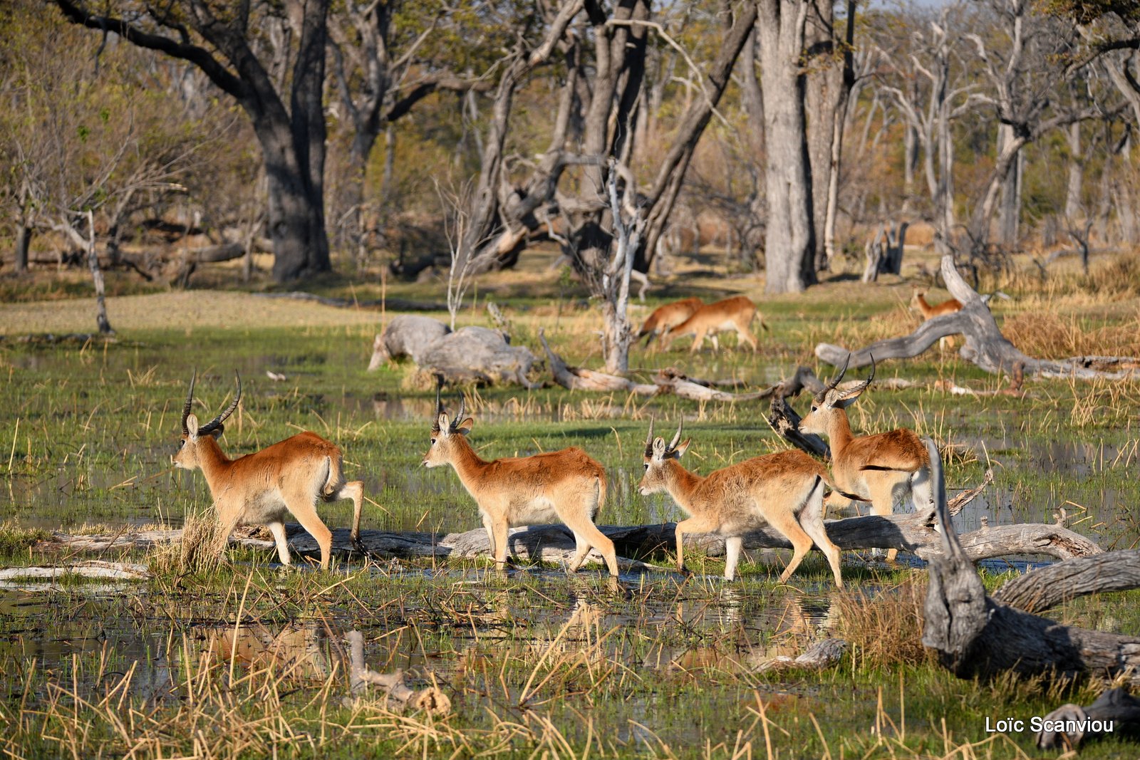 Cobe de Lechwe/Red Lechwe (15)