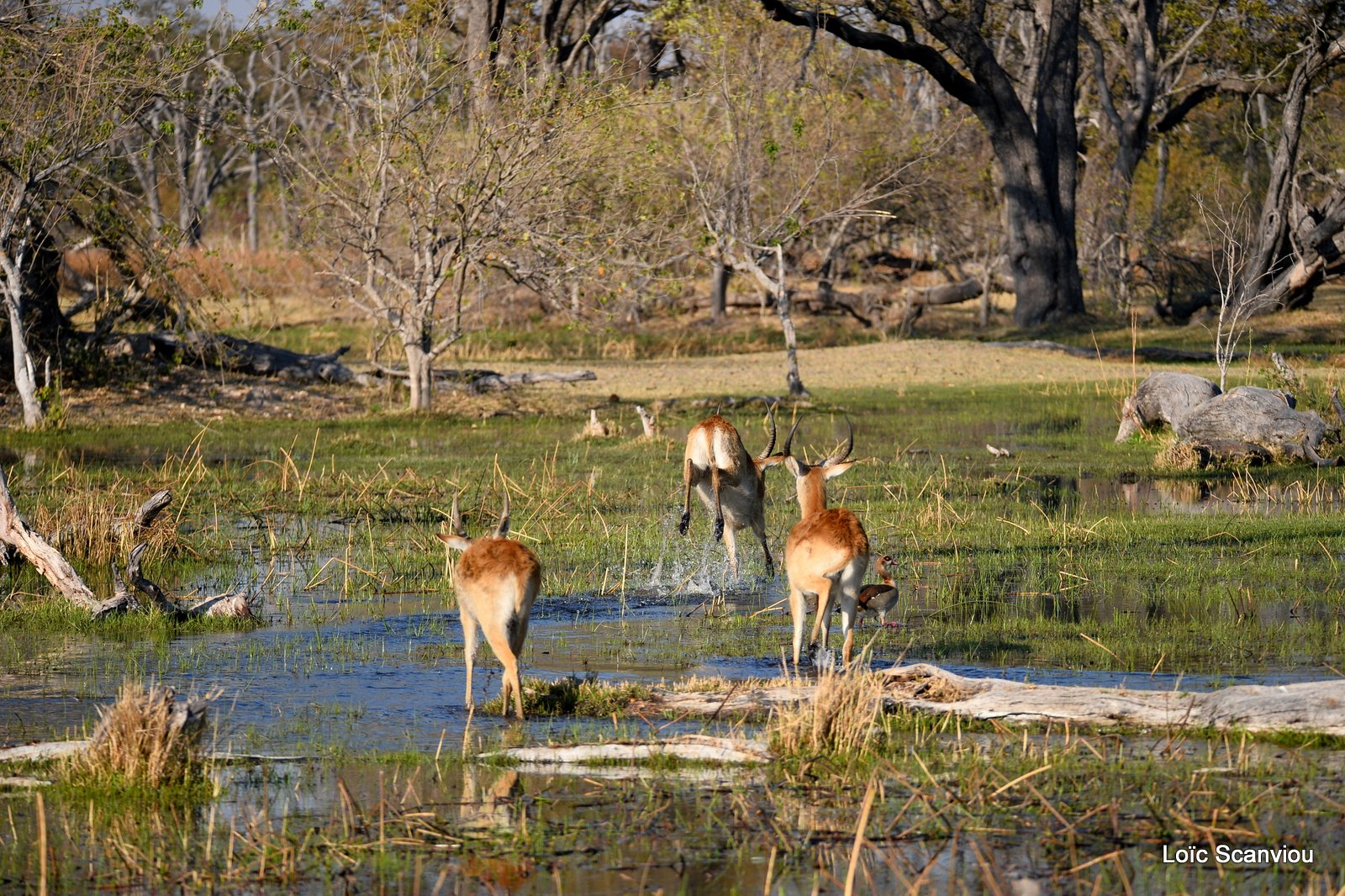 Cobe de Lechwe/Red Lechwe (16)