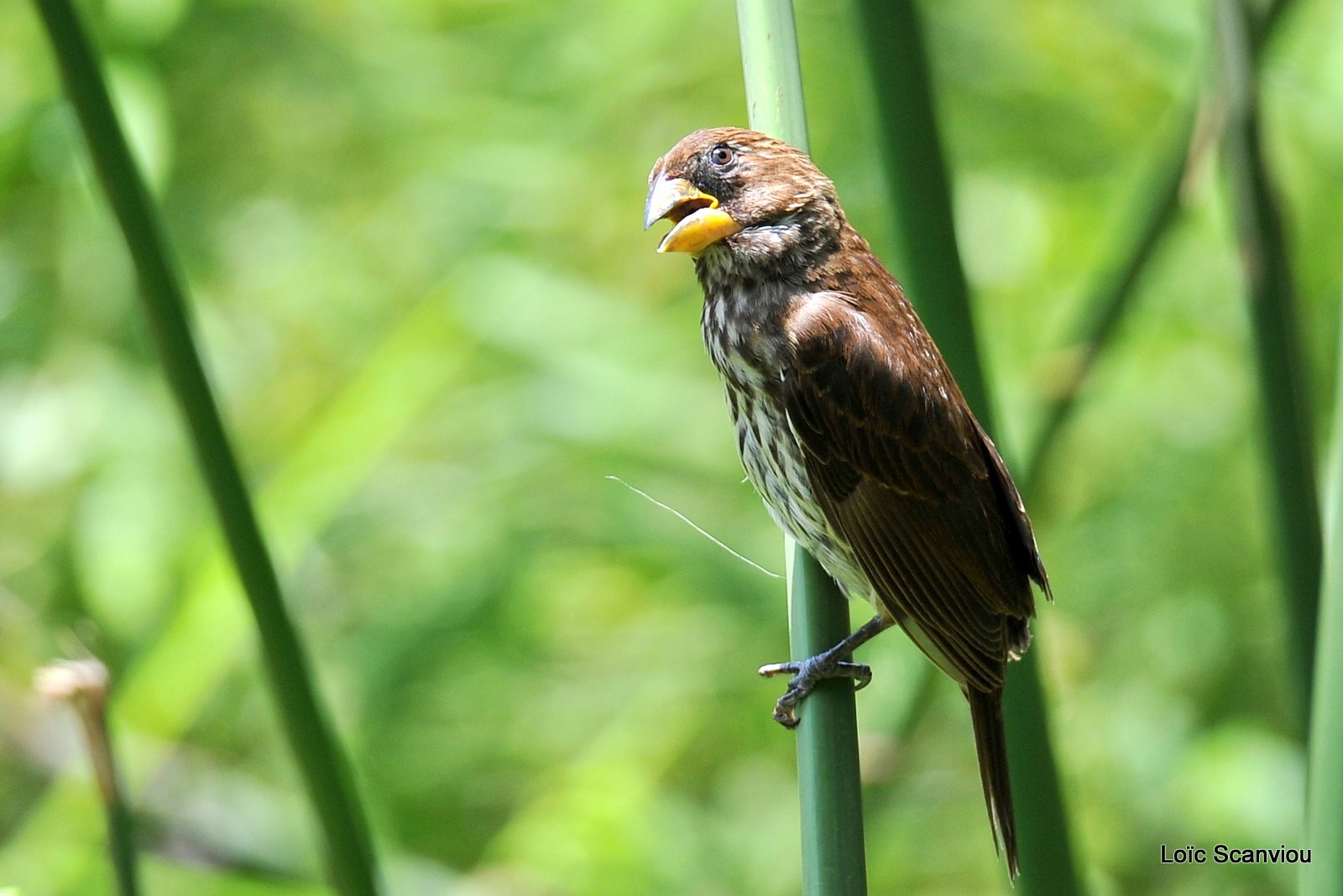 Amblyospize à front blanc/Thick-billed Weaver (1)